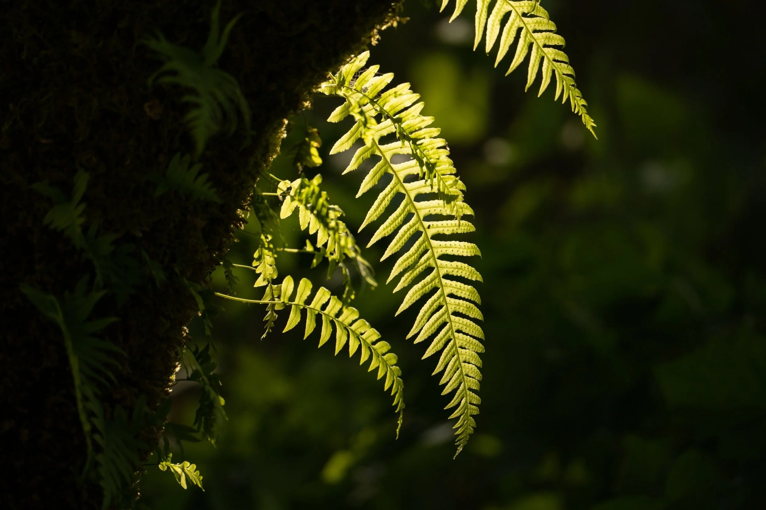 Farn, Vancouver Island, Canada