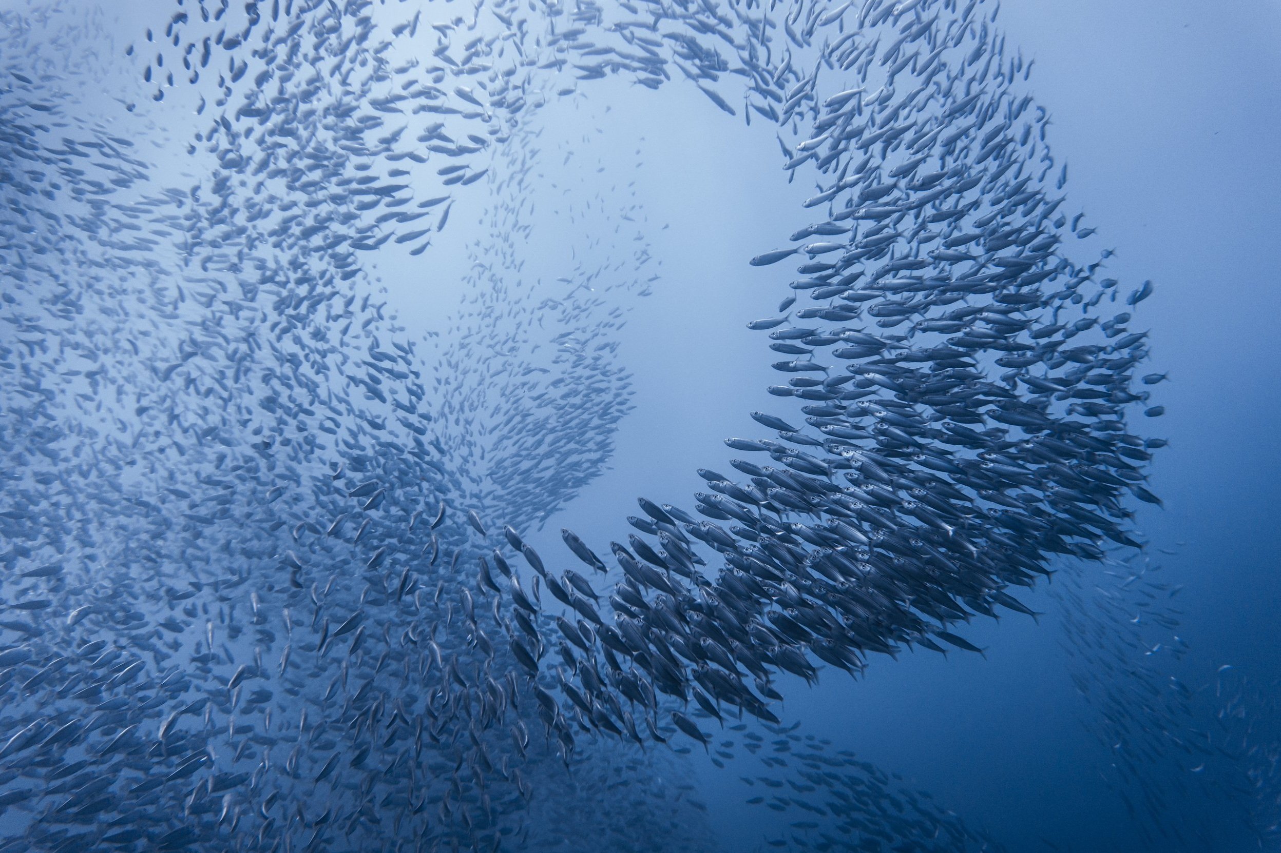Sardines Swarm, Moalboal, Philippines
