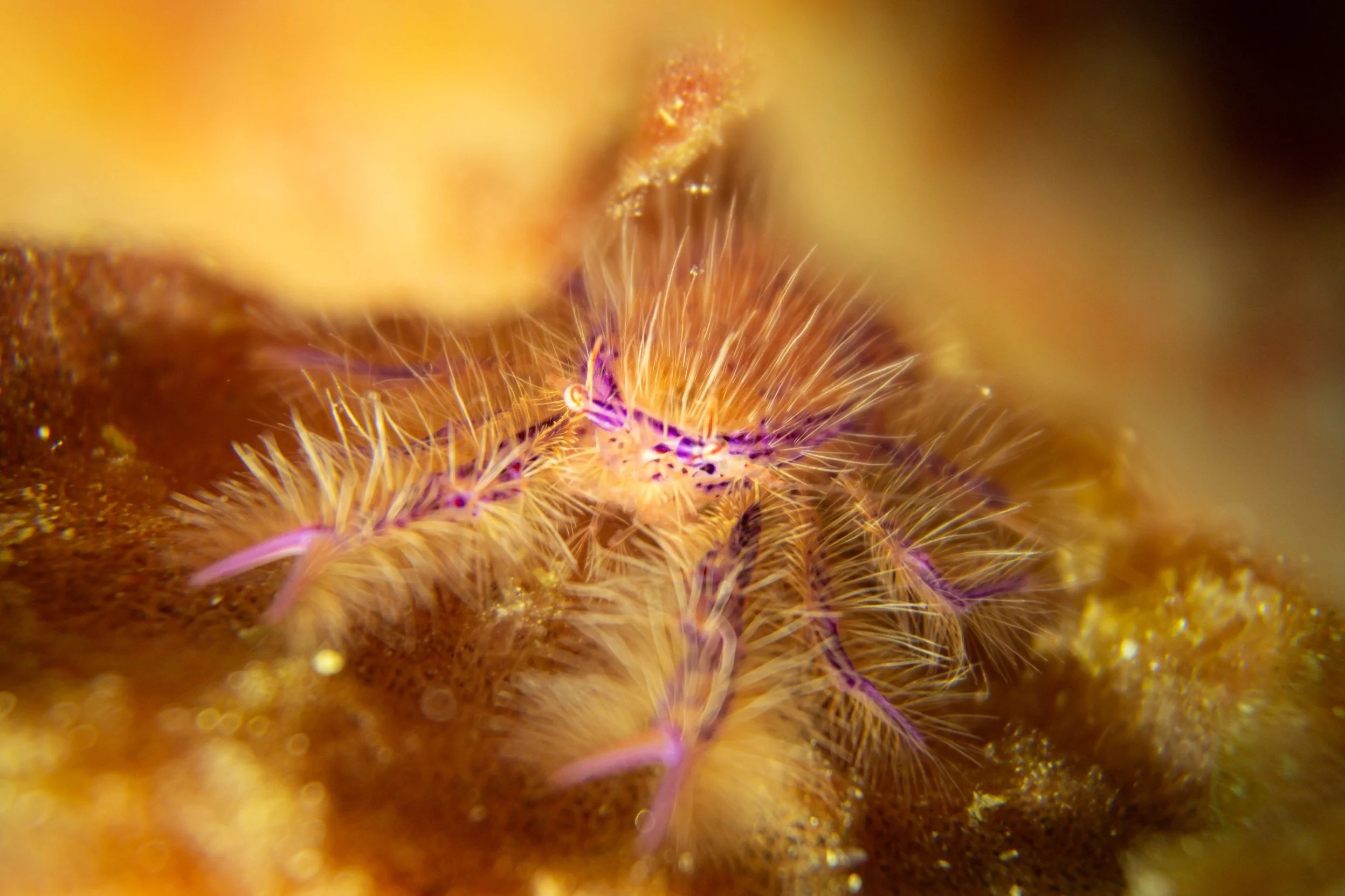 Crab, Macro Diving, Anilao, Philippines