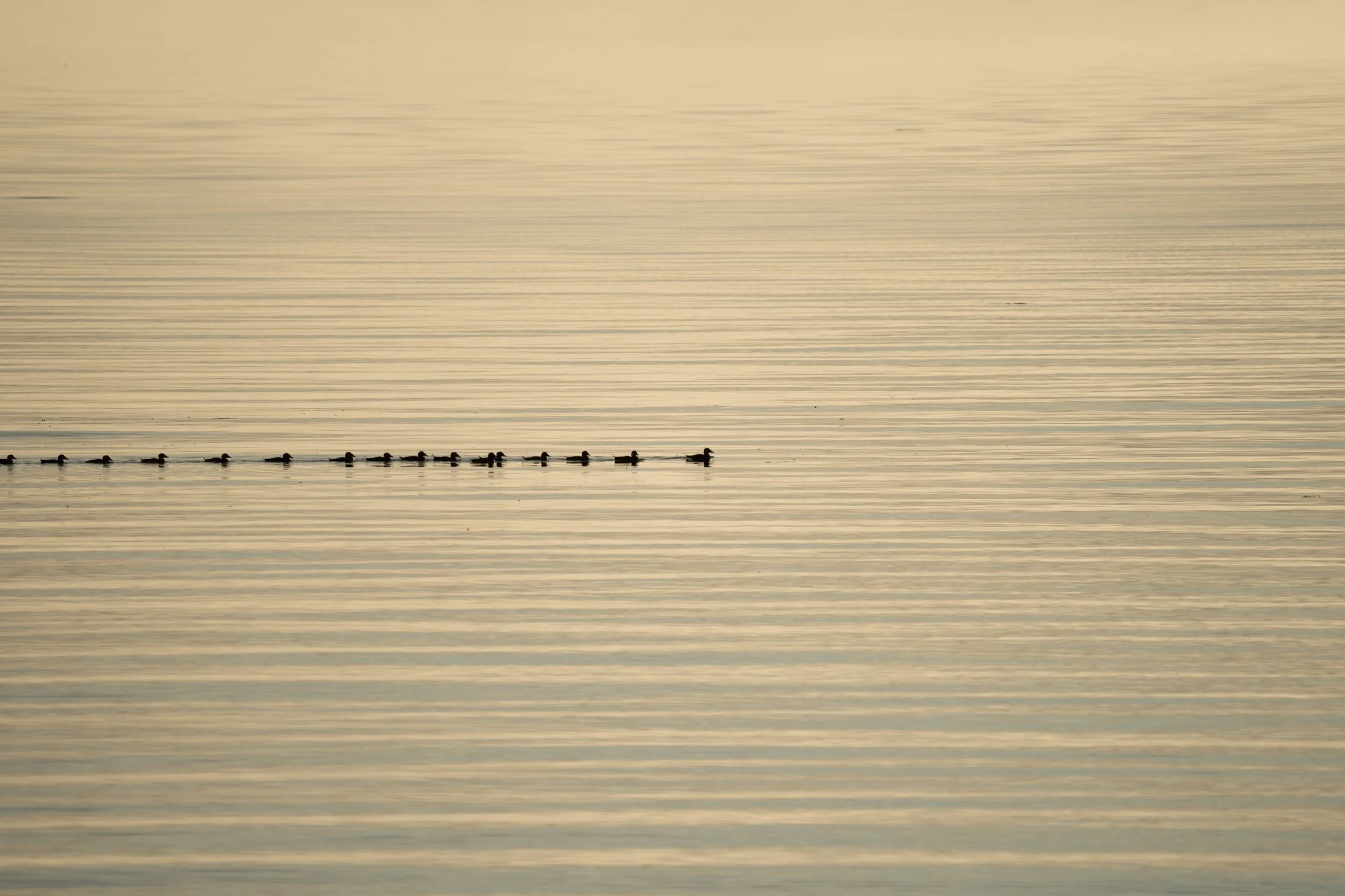 Sea birds, British Columbia, Canada