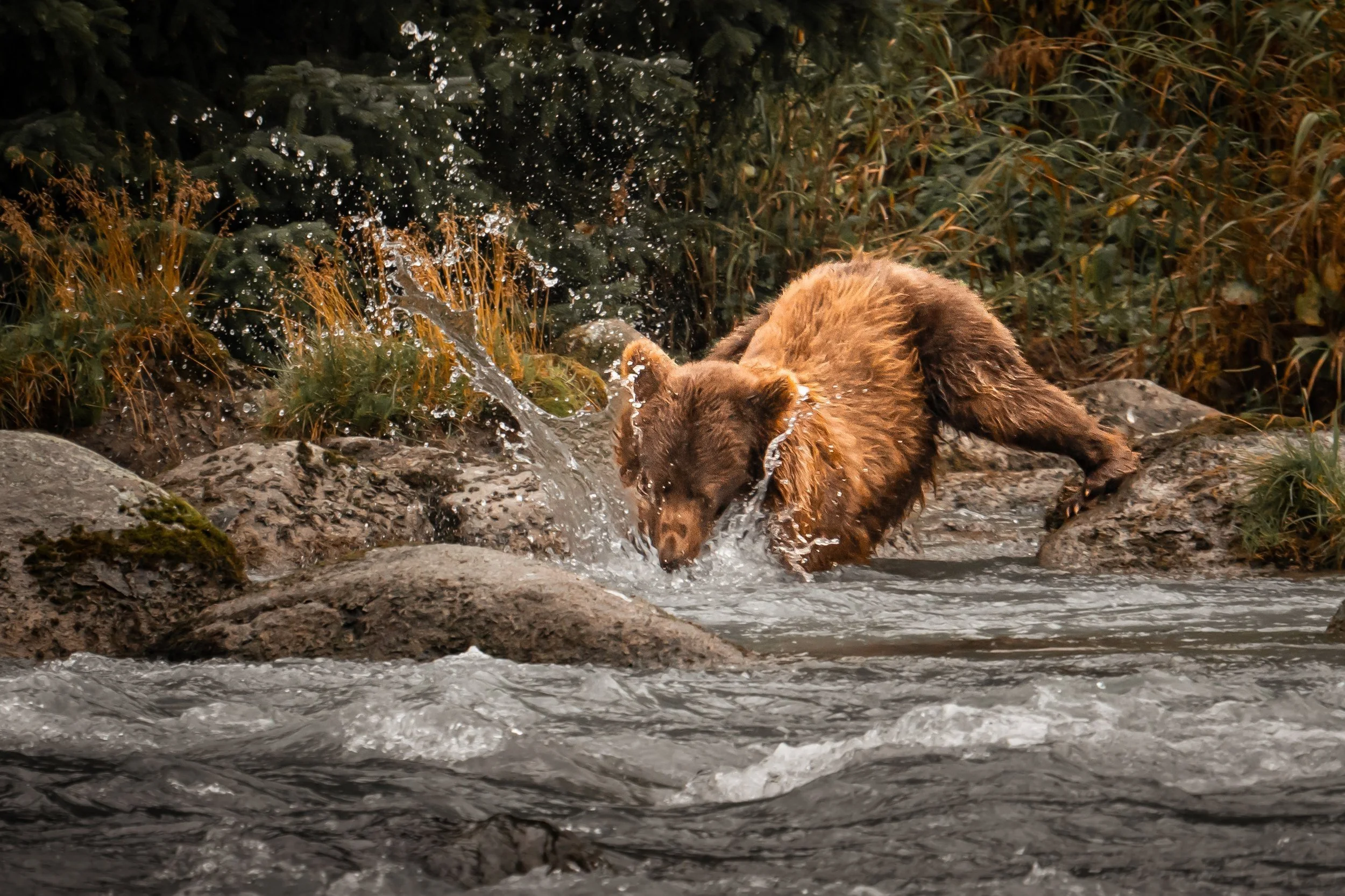 Grizzly bear, Alaska, USA