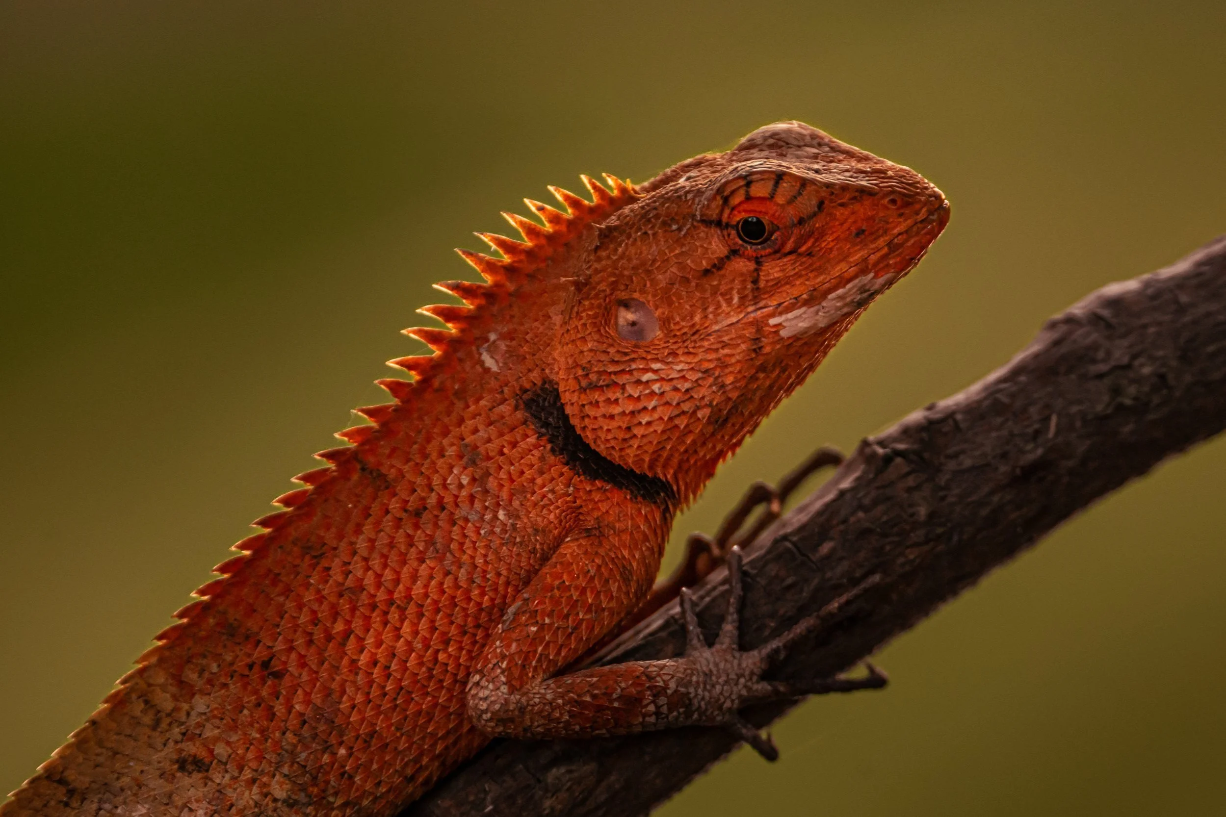 Lizard, Can Tho, Vietnam