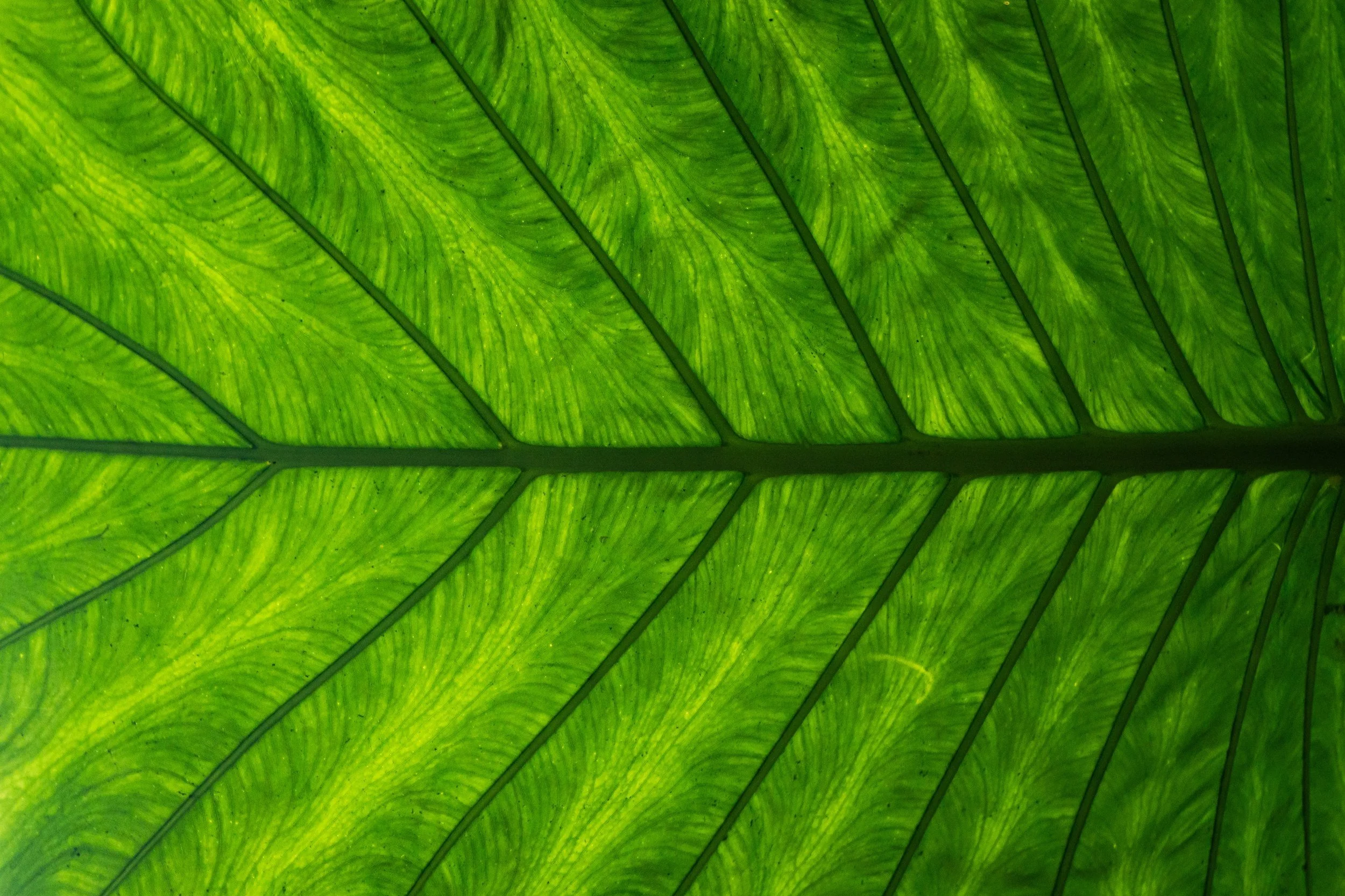 Liuqiu, Leaf, Taiwan