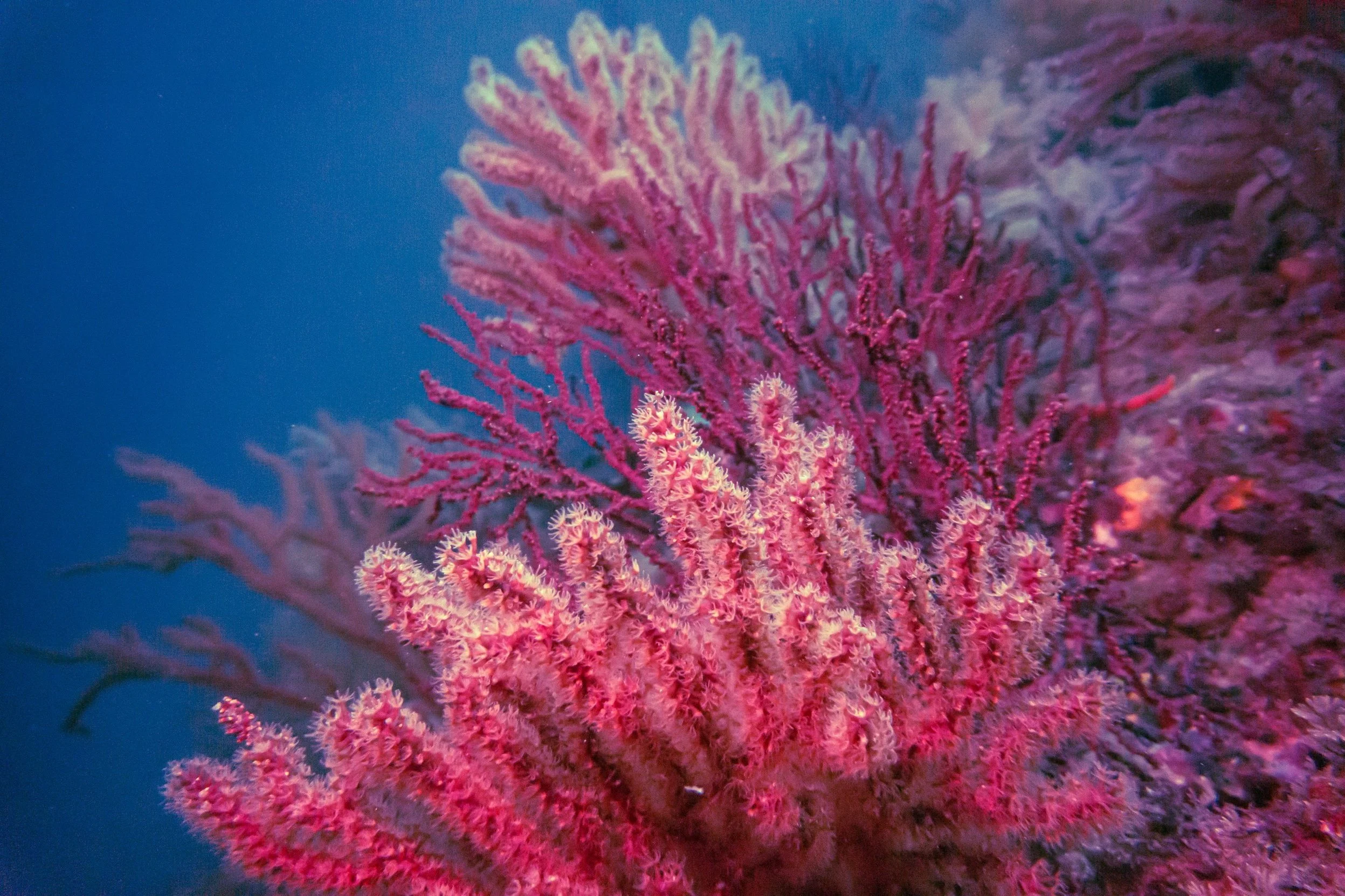 Soft Corals, Jeju Island, South Korea