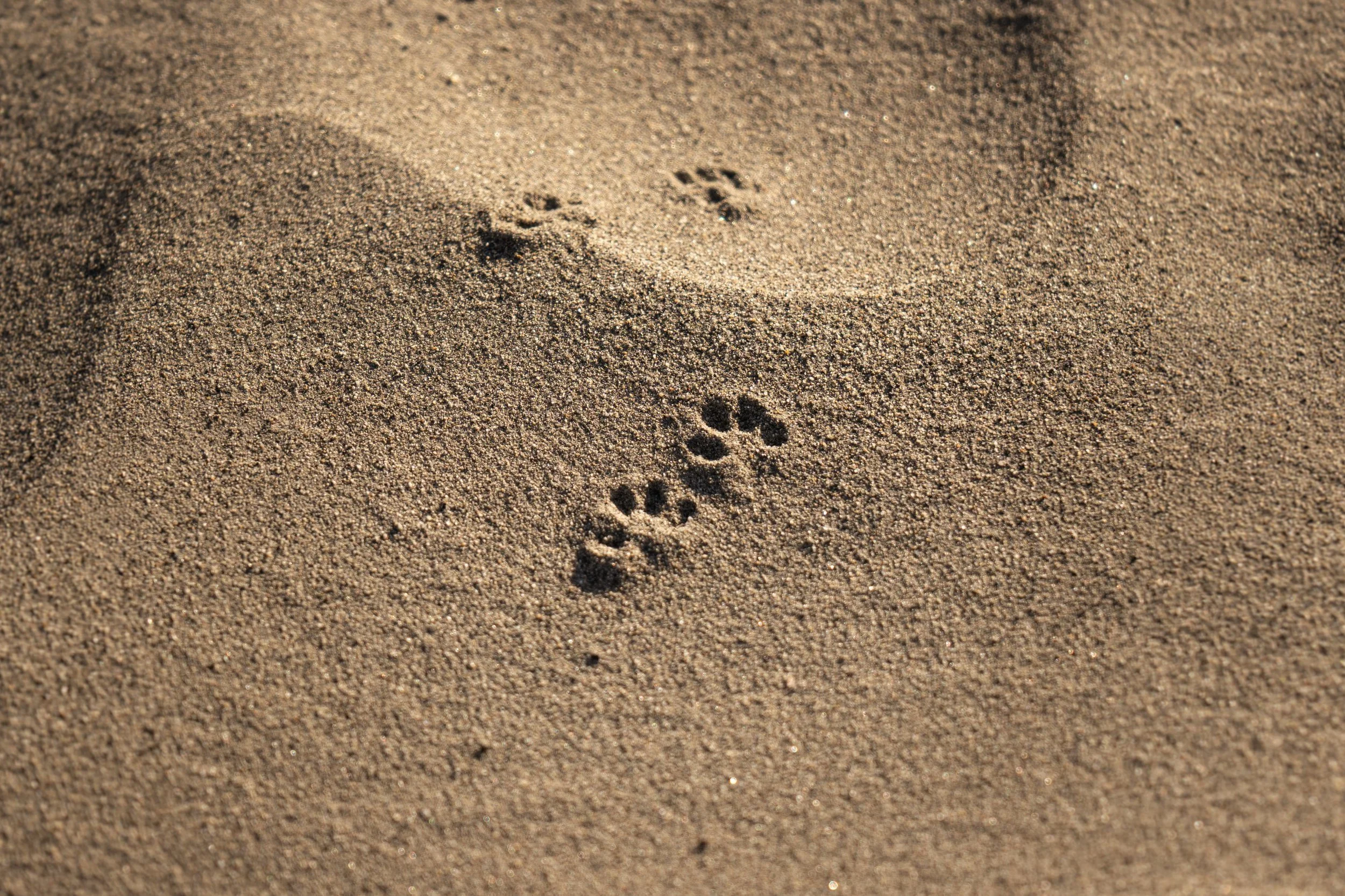 Mouse footprints, Yukon, Canada
