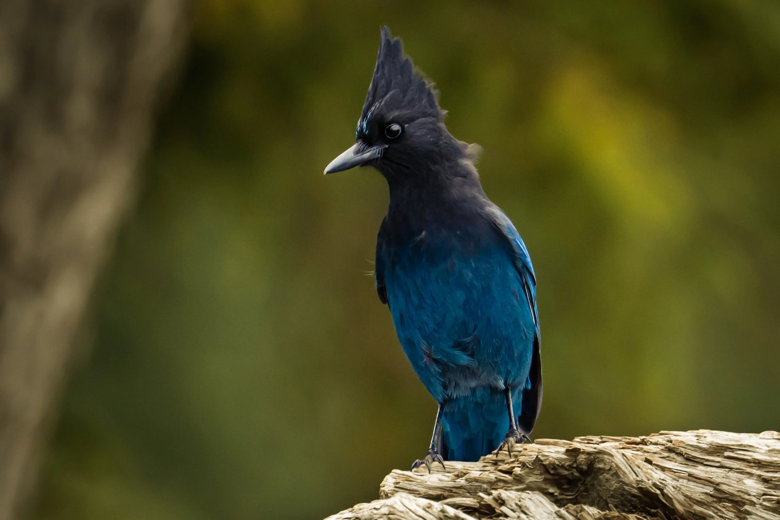 Cyanocitta stelleri, British Columbia, Canada