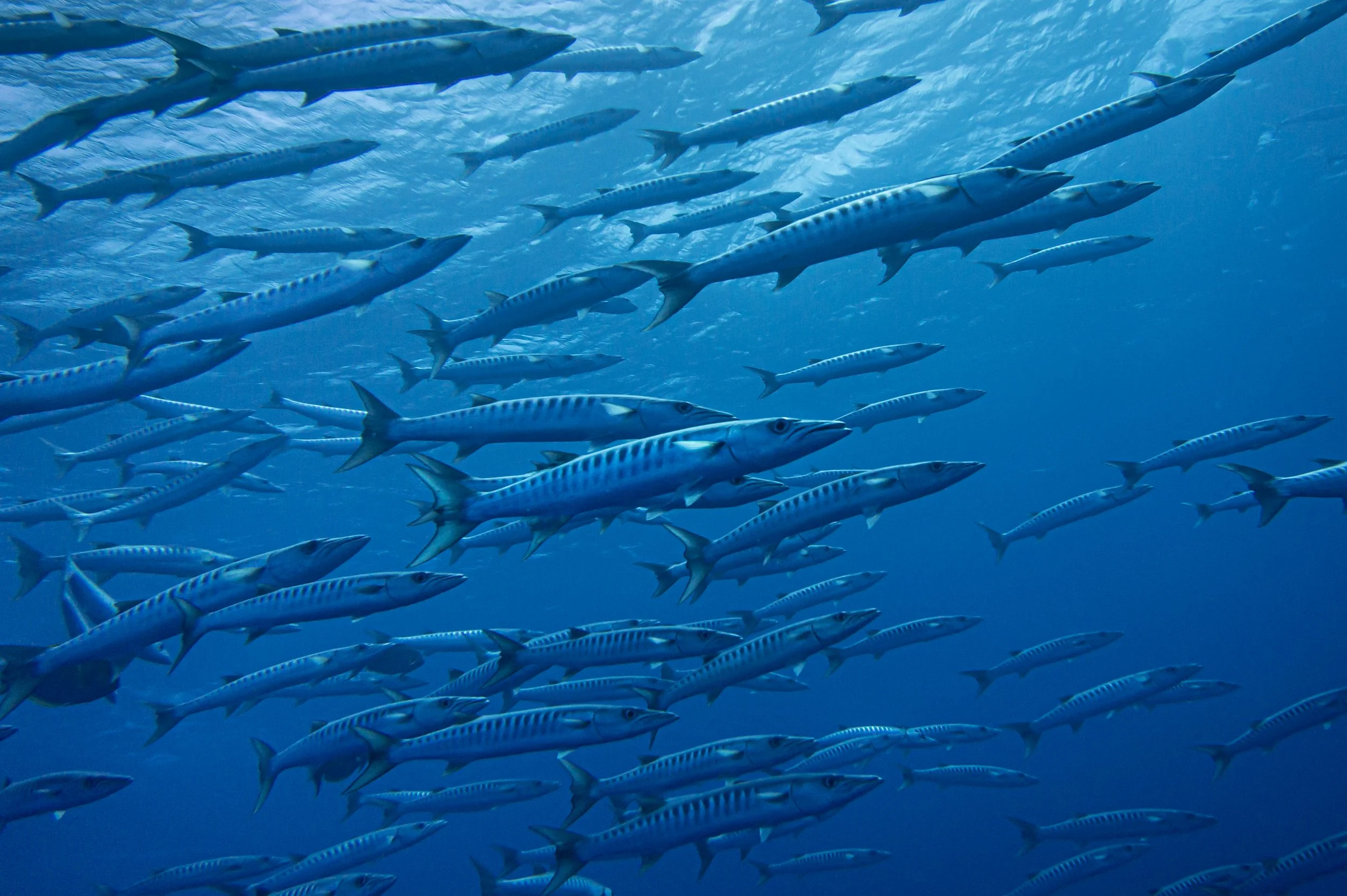 Baracuda Swarm French Polynesia
