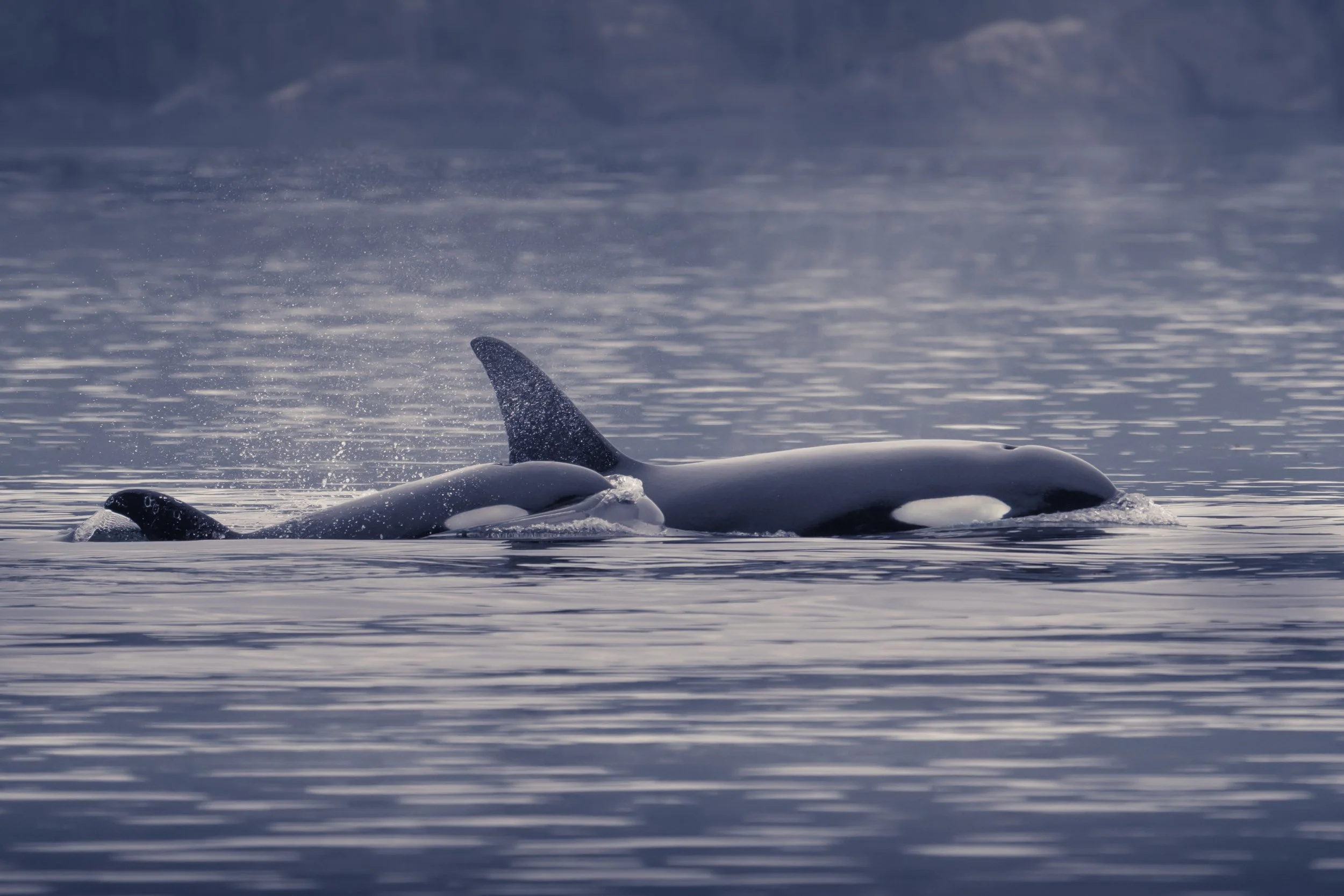 Orcas Killerwhales Vancouver Island