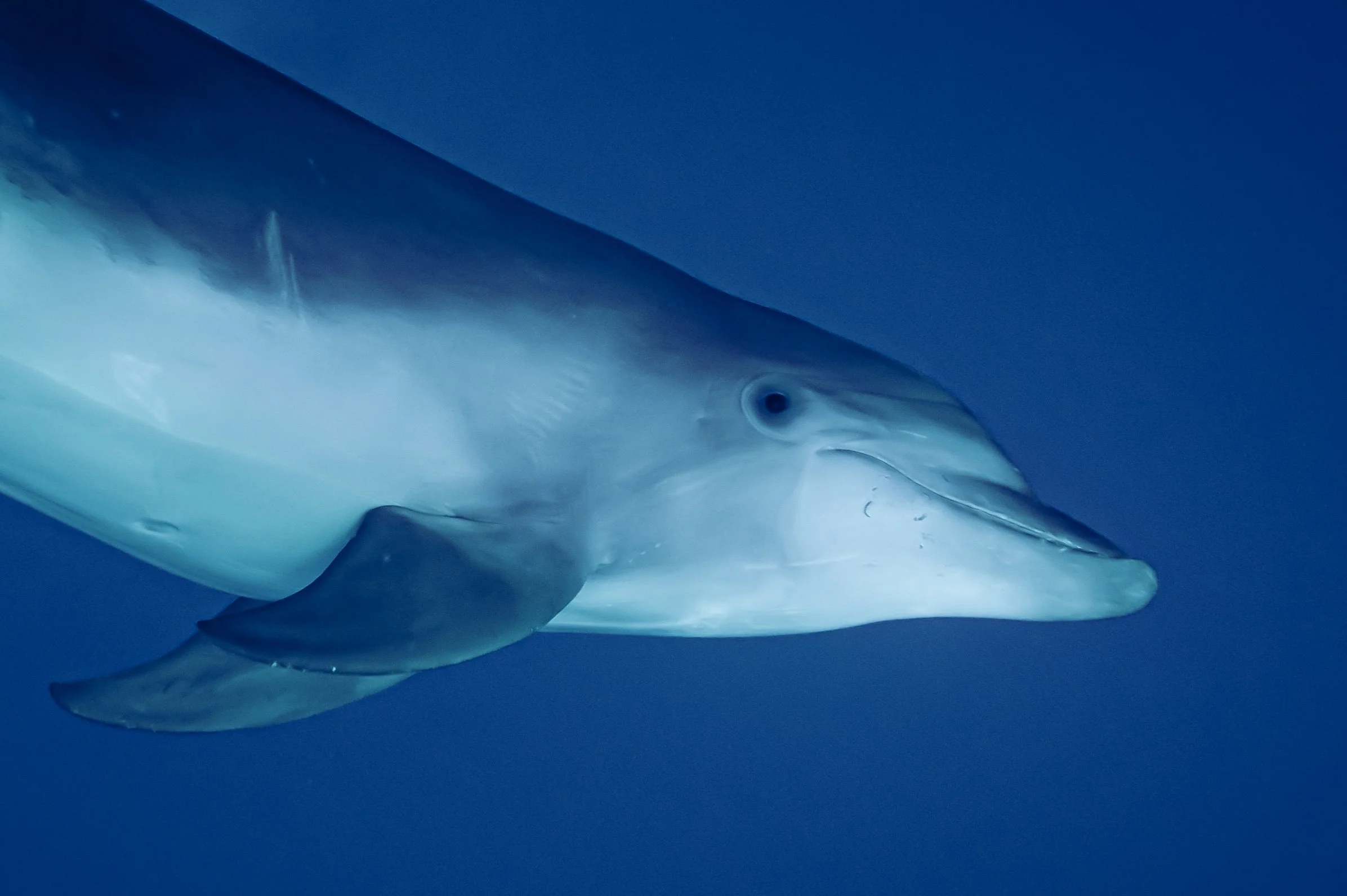 Dolphin Dive French Polynesia
