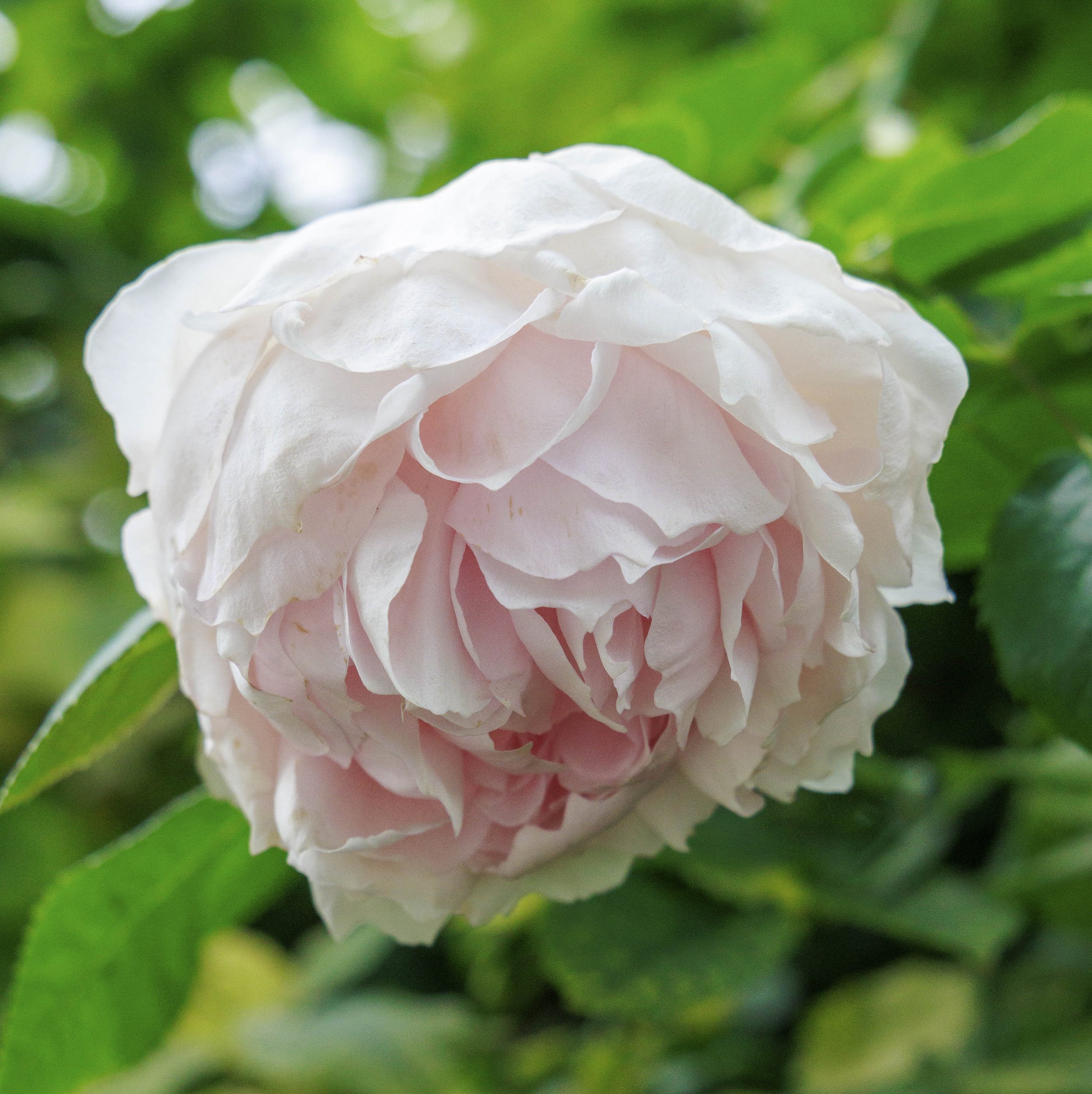 Rose - Gardens by the Bay, Singapore