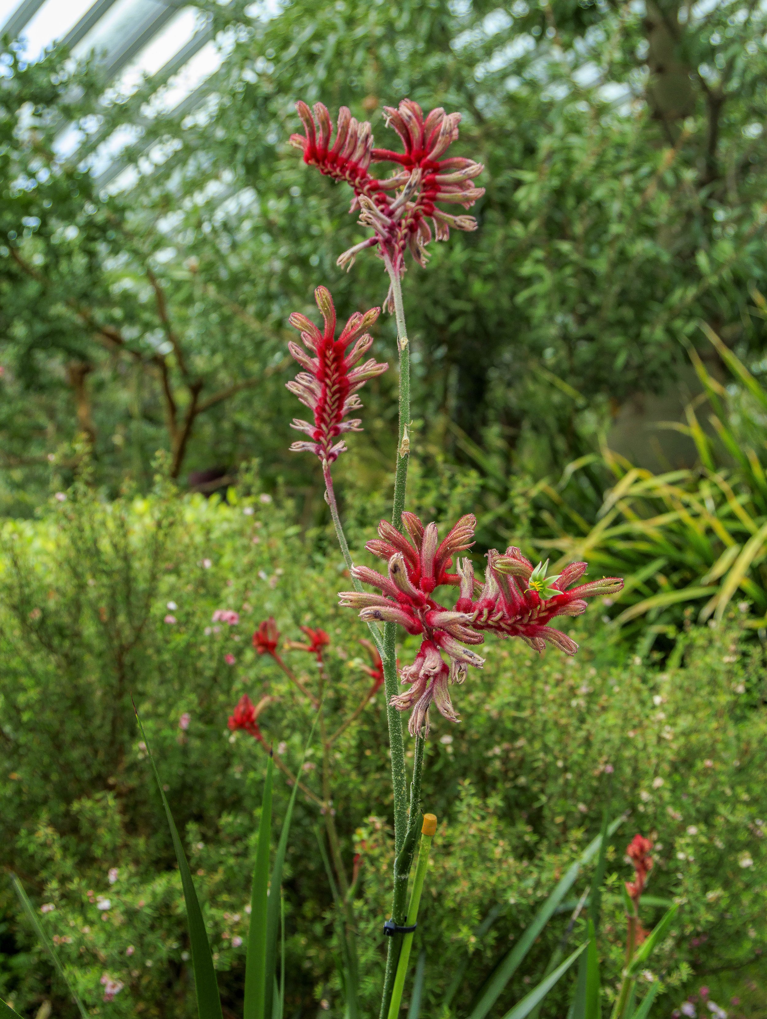 Kangaroo Paw - Gardens by the Bay, Singapore