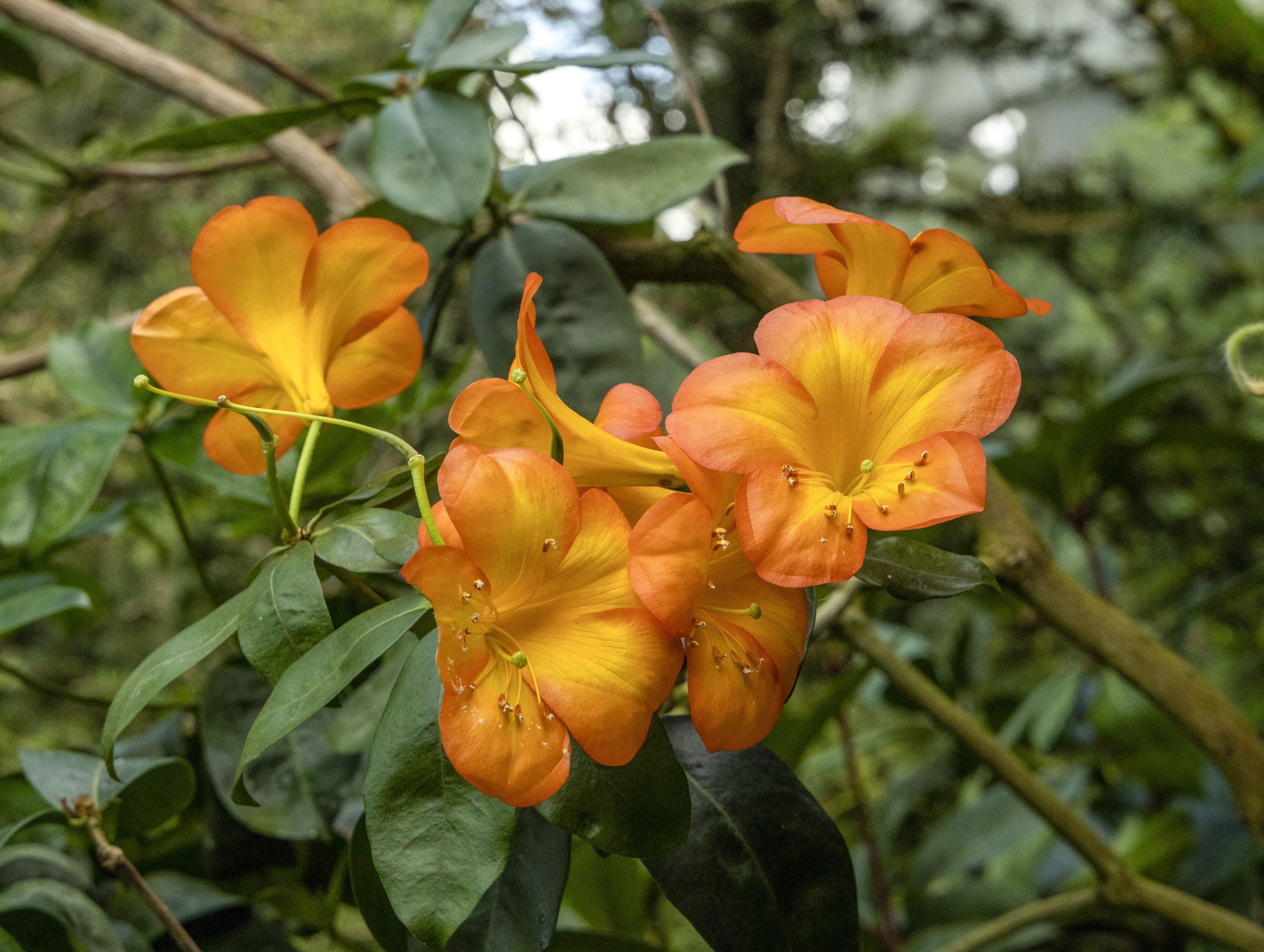 Rhododendron - Gardens by the Bay, Singapore
