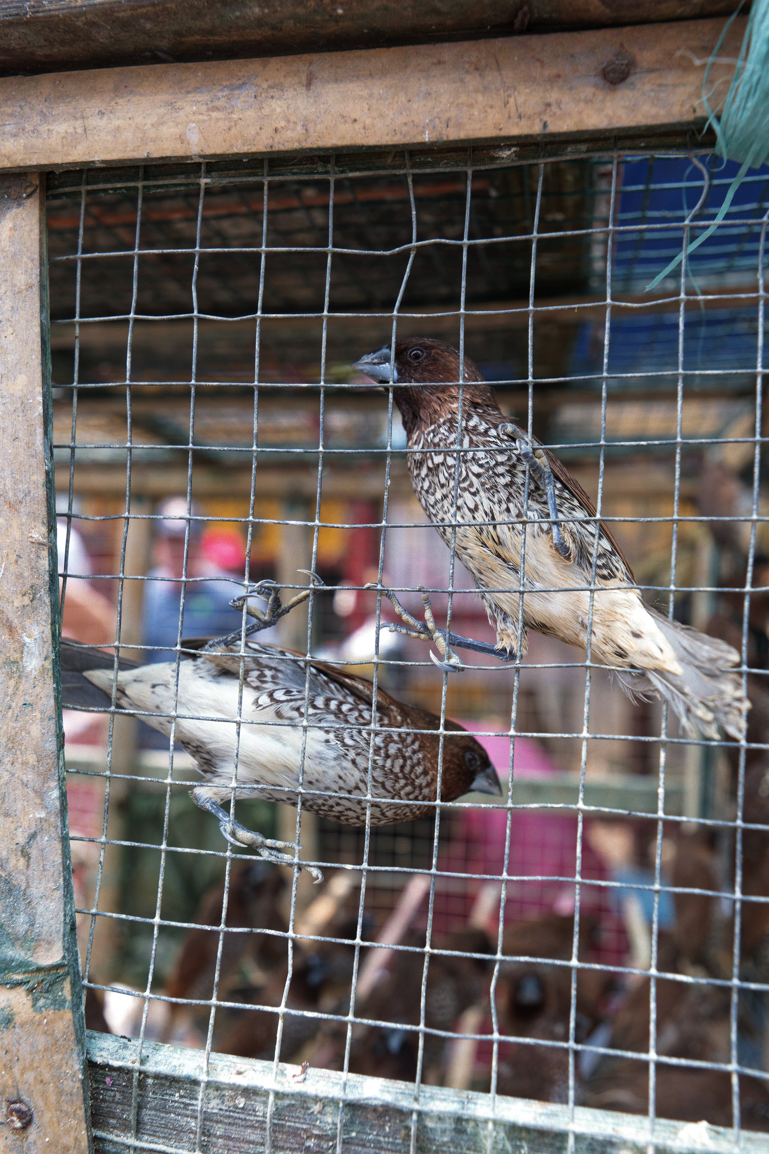 Caged Birds, Chinatown - Jakarta, Indonesia