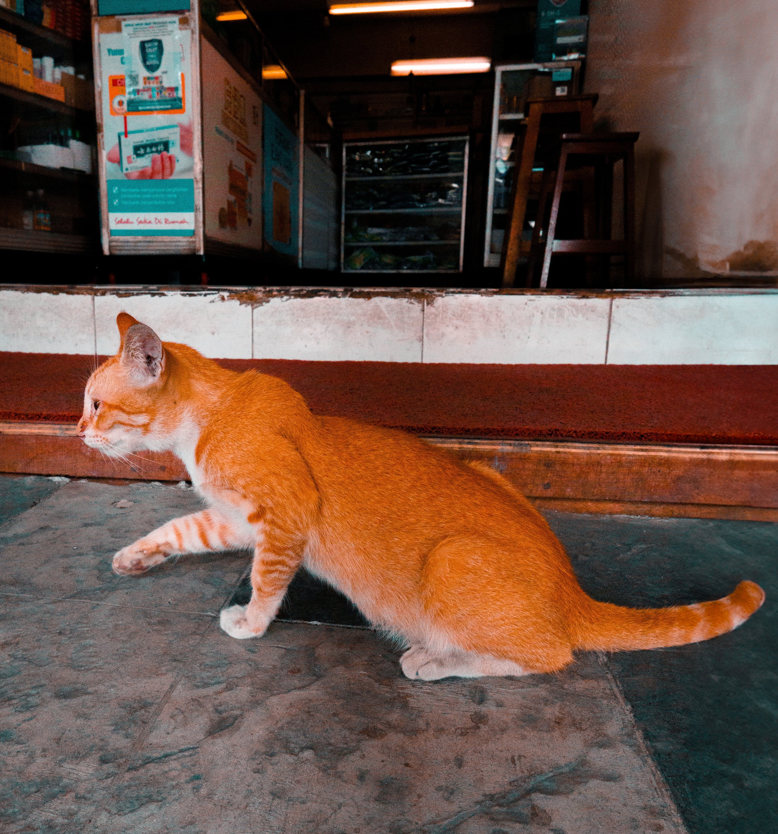 Alley Cat, Jakarta, Indonesia