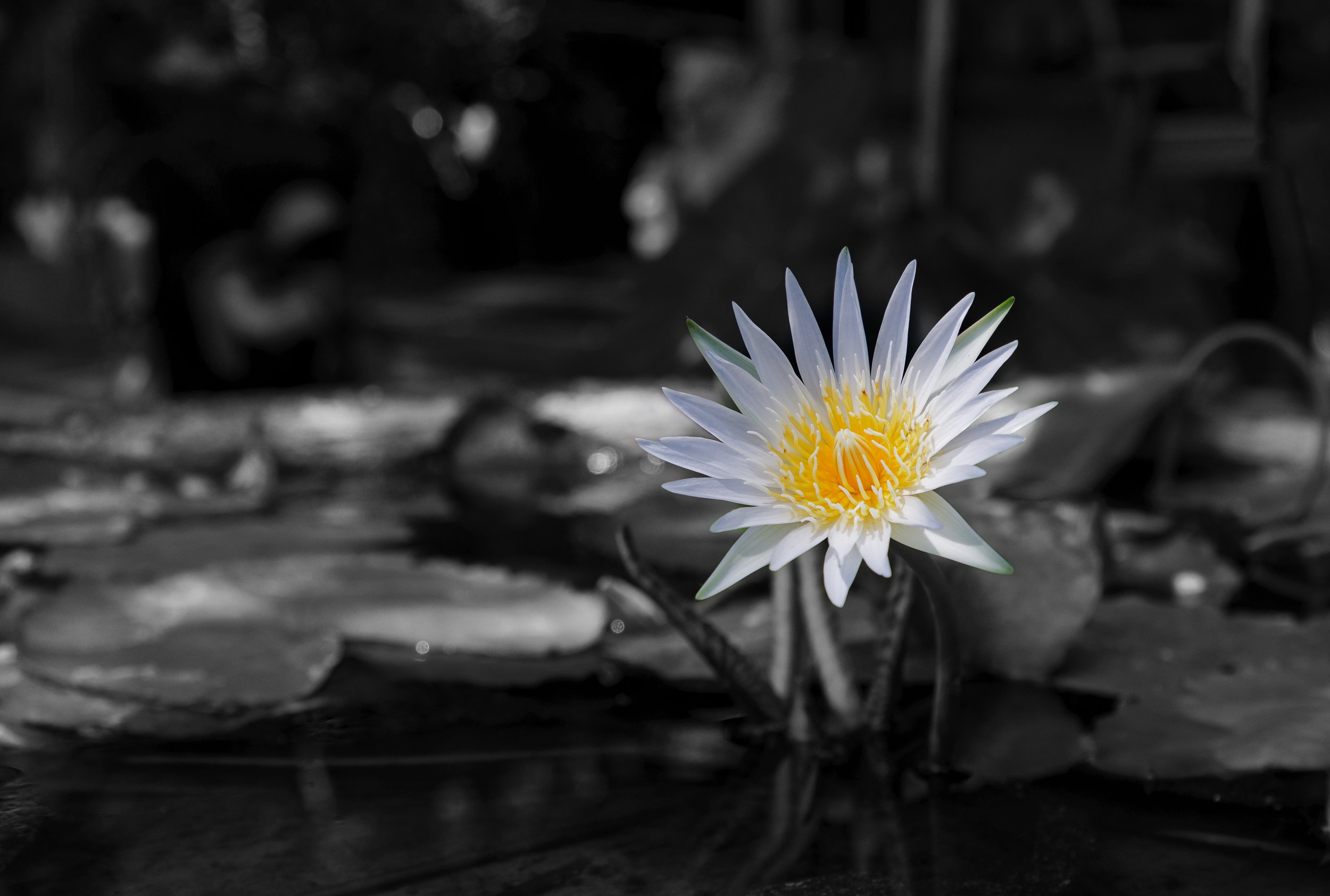 Water Lily outside the Batik Factory