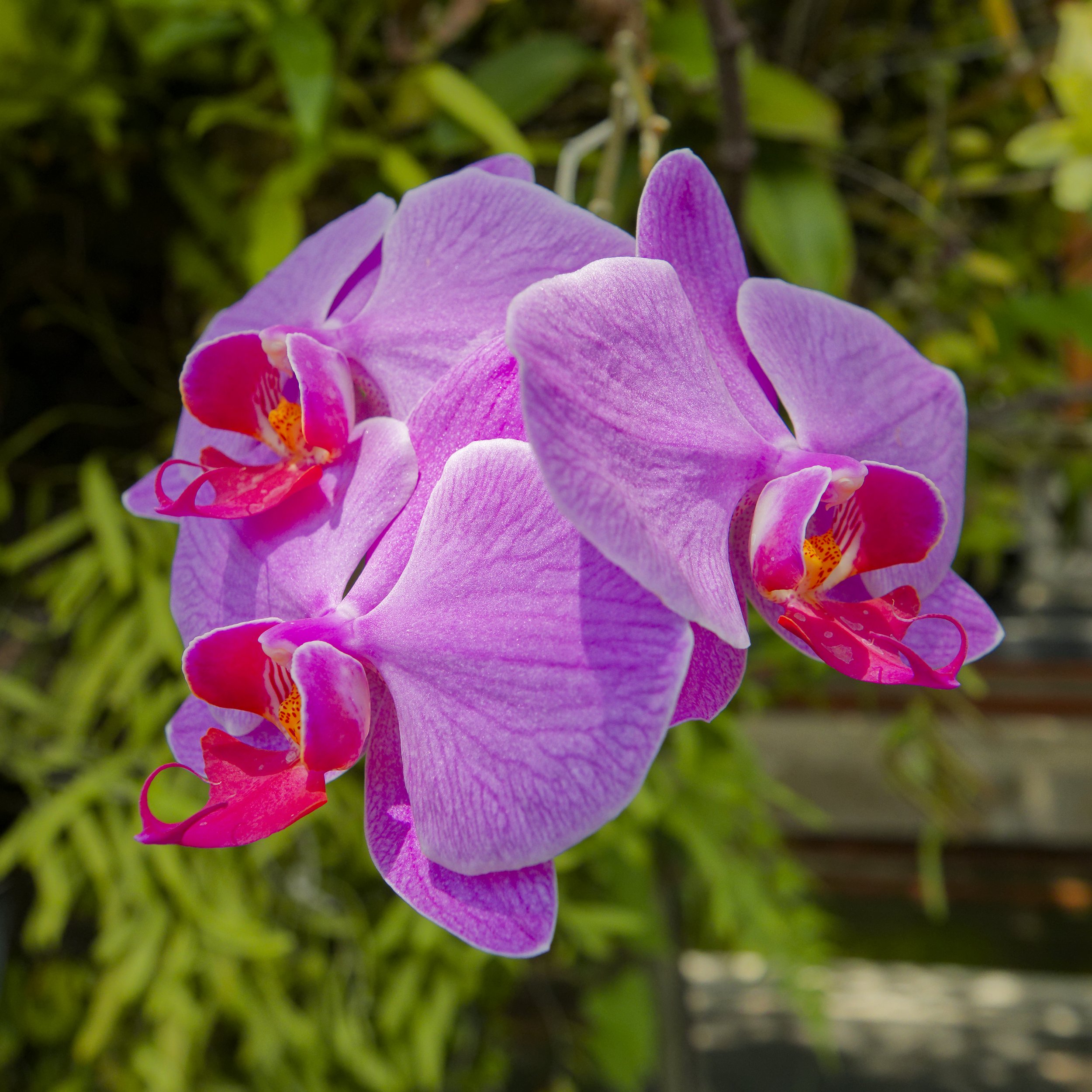 Pink Orchids in the Batik Factory Grounds