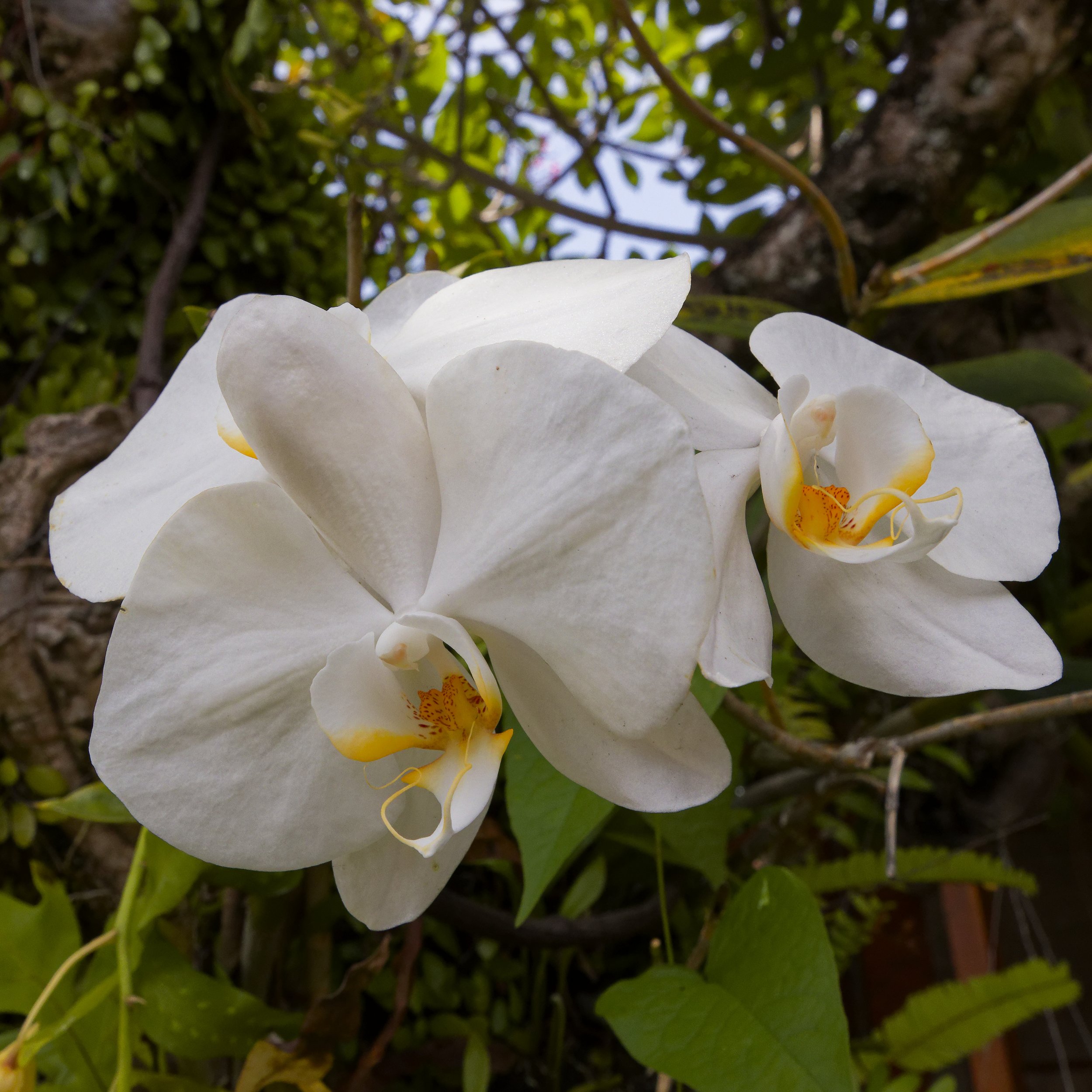 White Orchids in the Batik Factory Grounds