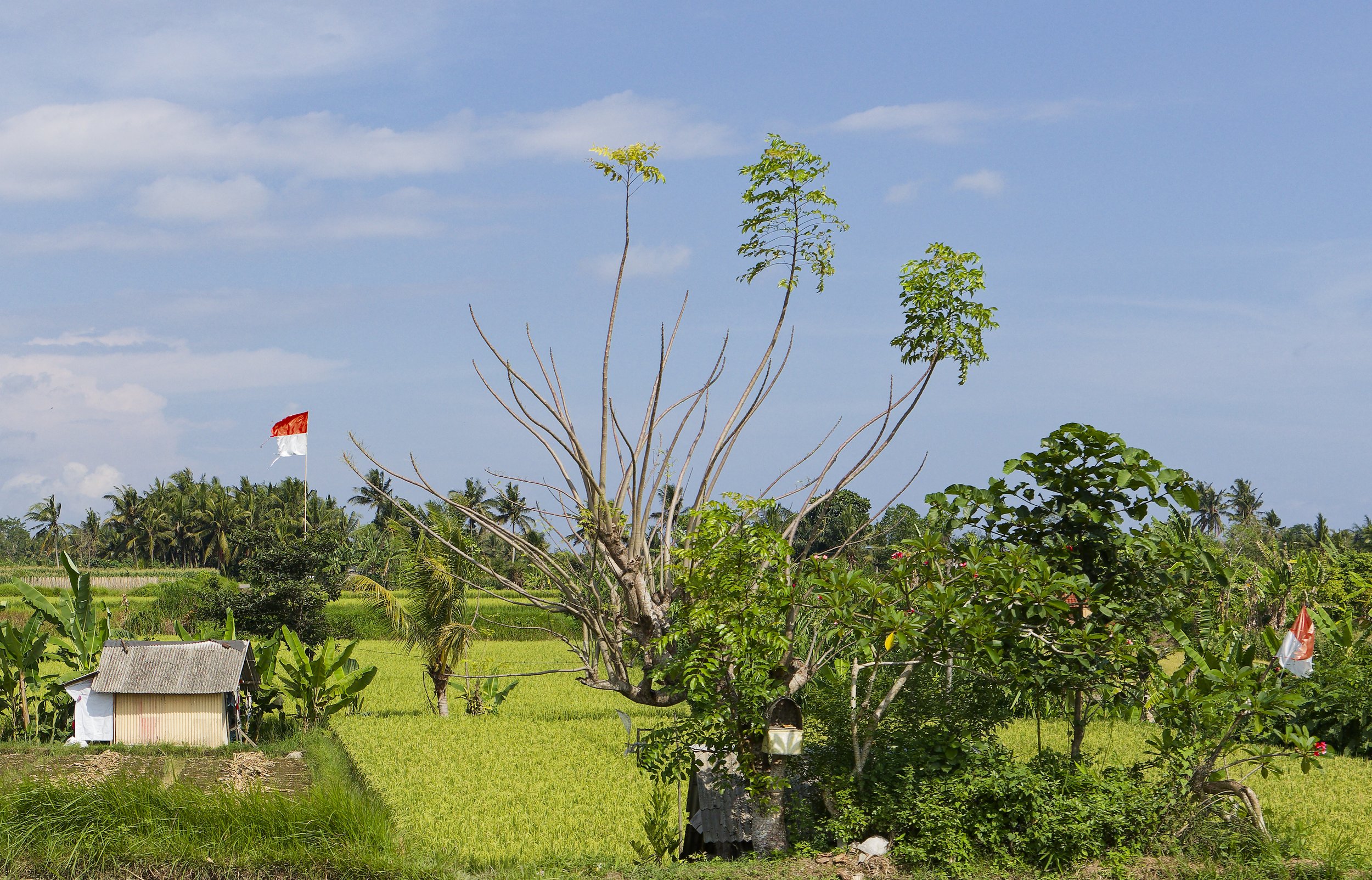 Somewhere in Bali