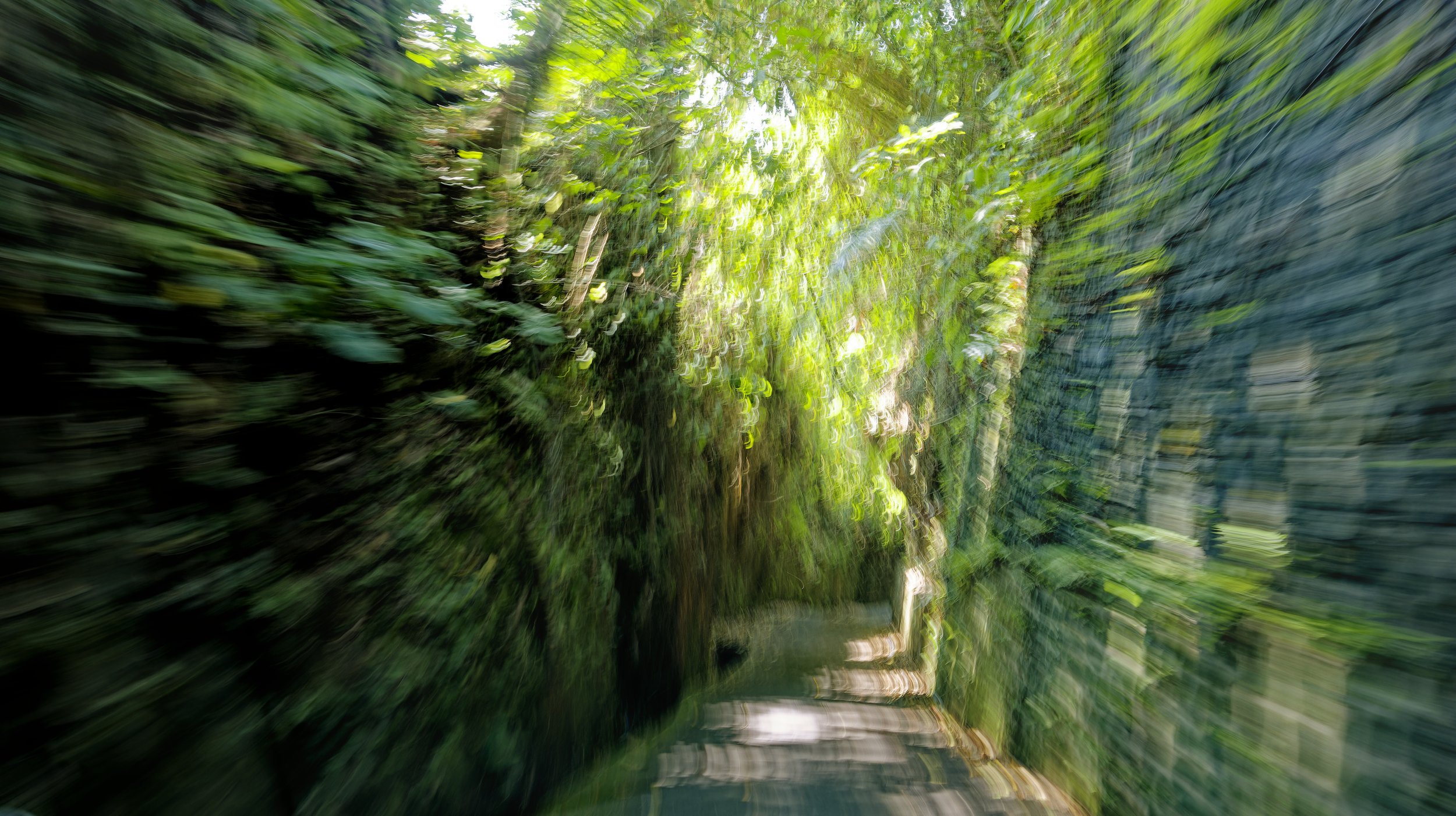 Impromptu Jungle Trek