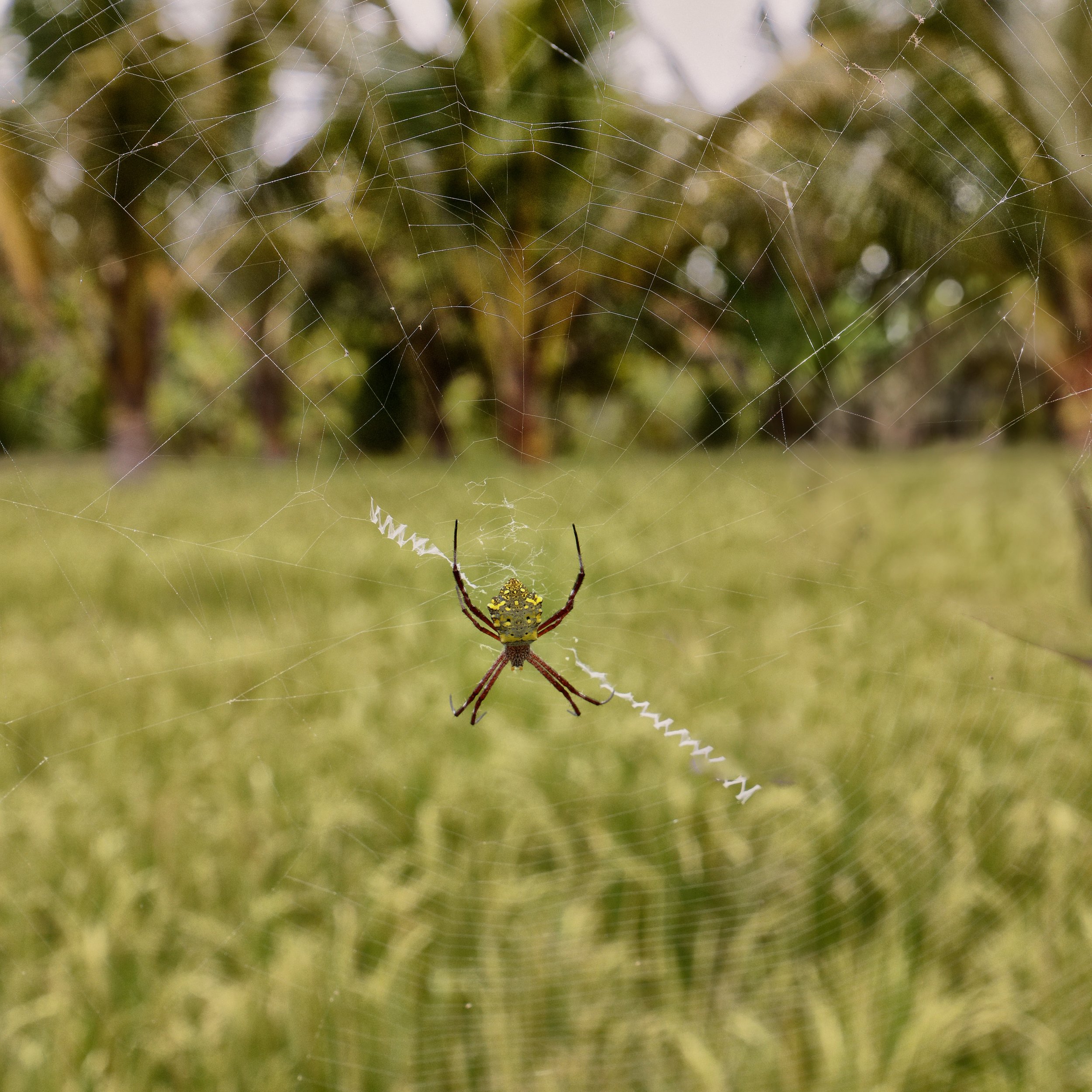 Rice Field Spider