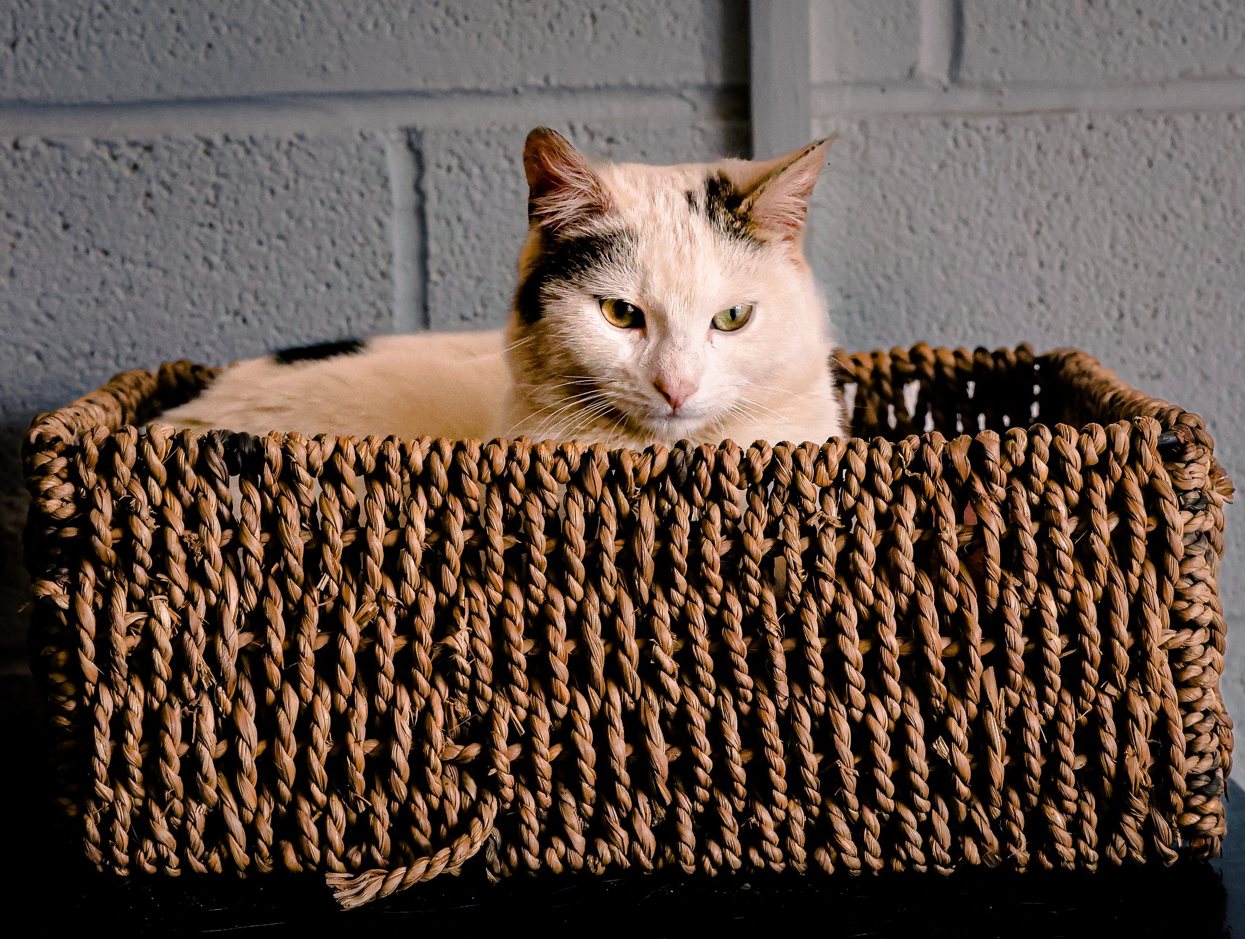 Cat in a Basket