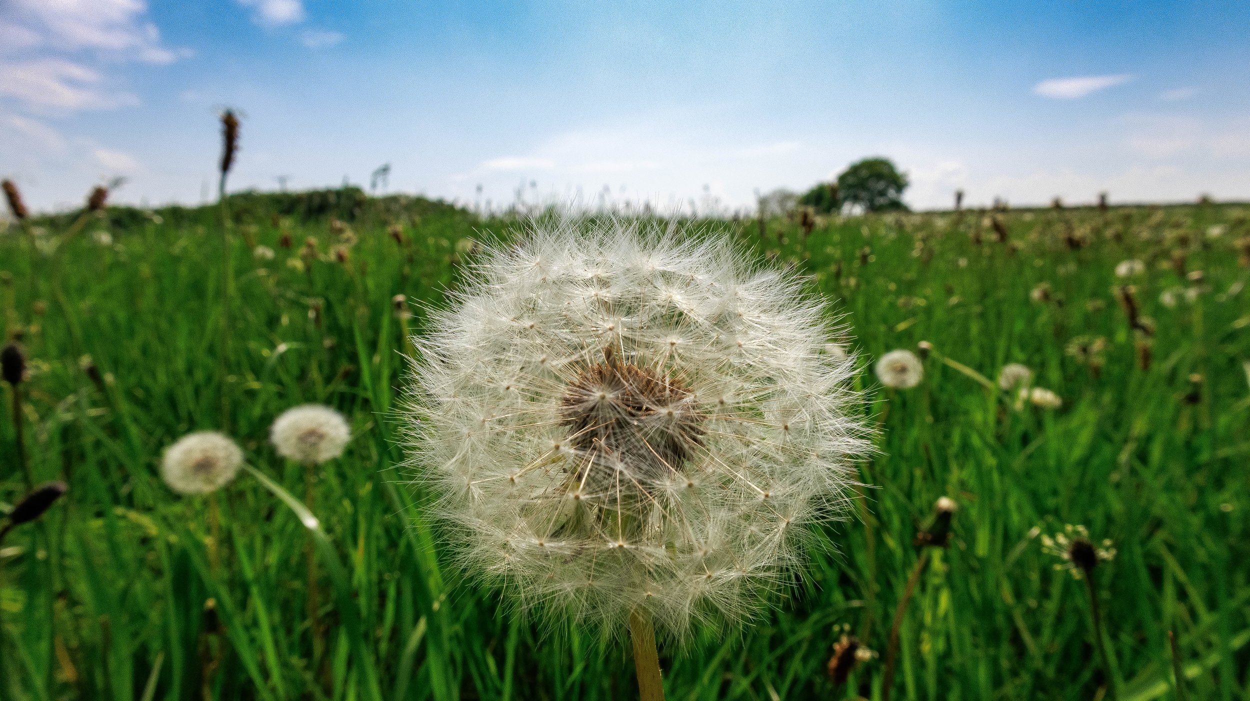 Dandelion View