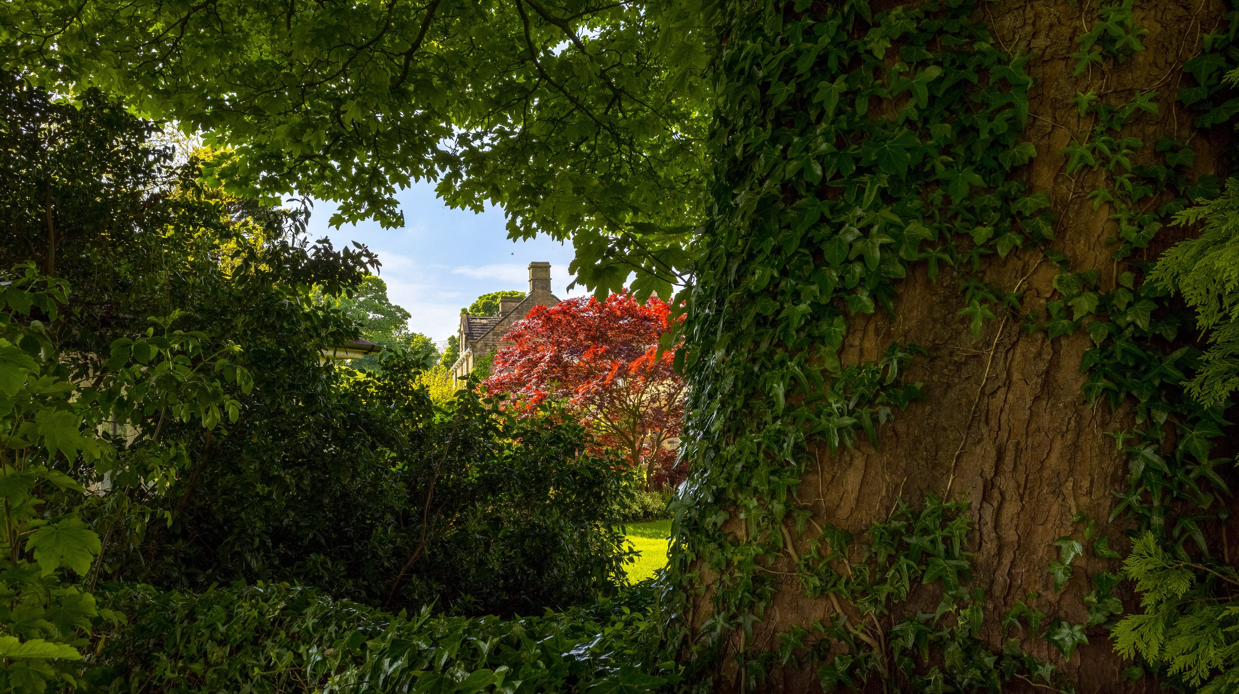 Garden Glimpse