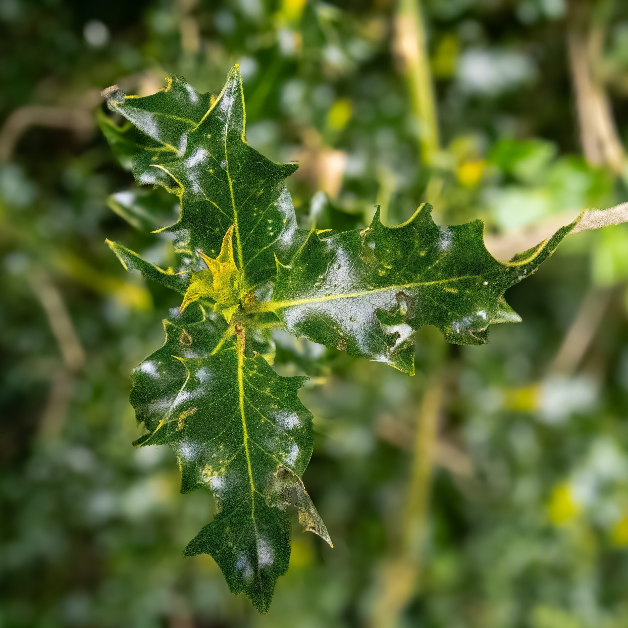 Holly