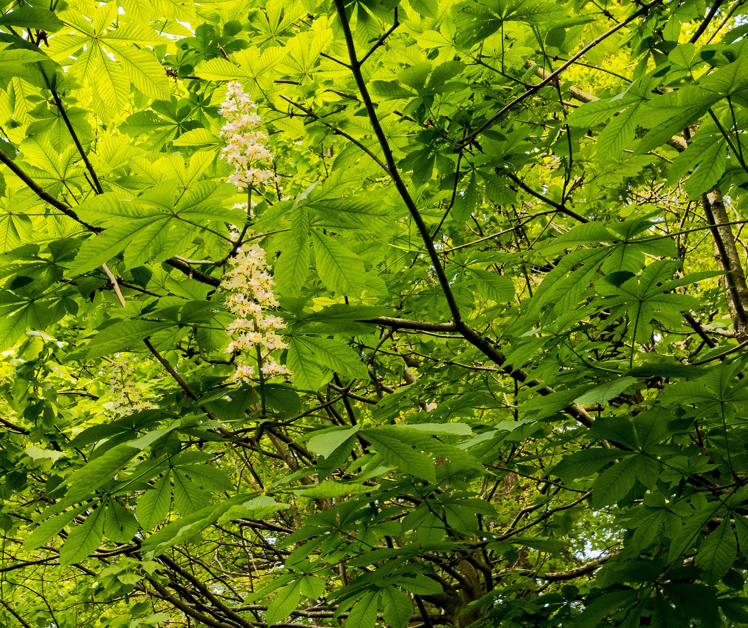 Woods Canopy