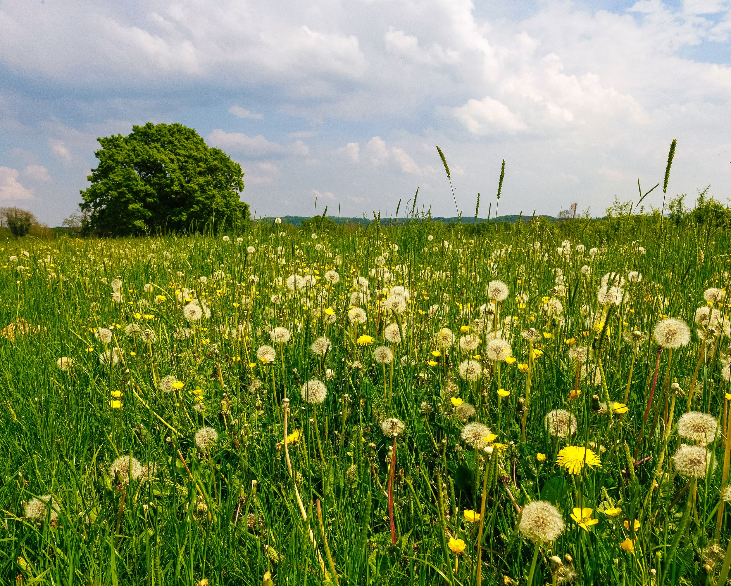 Dandelion Field