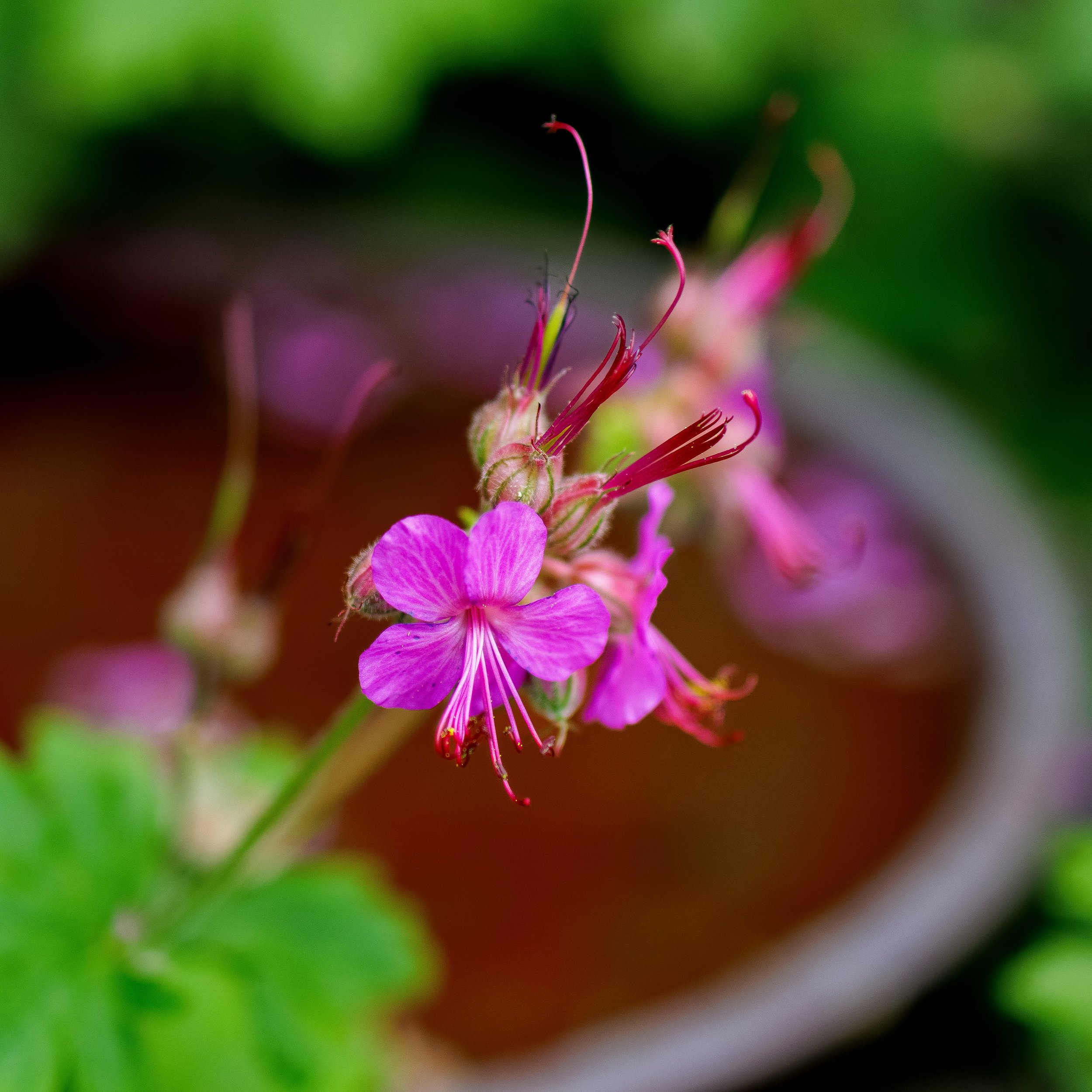 Cranesbill, Dronfield