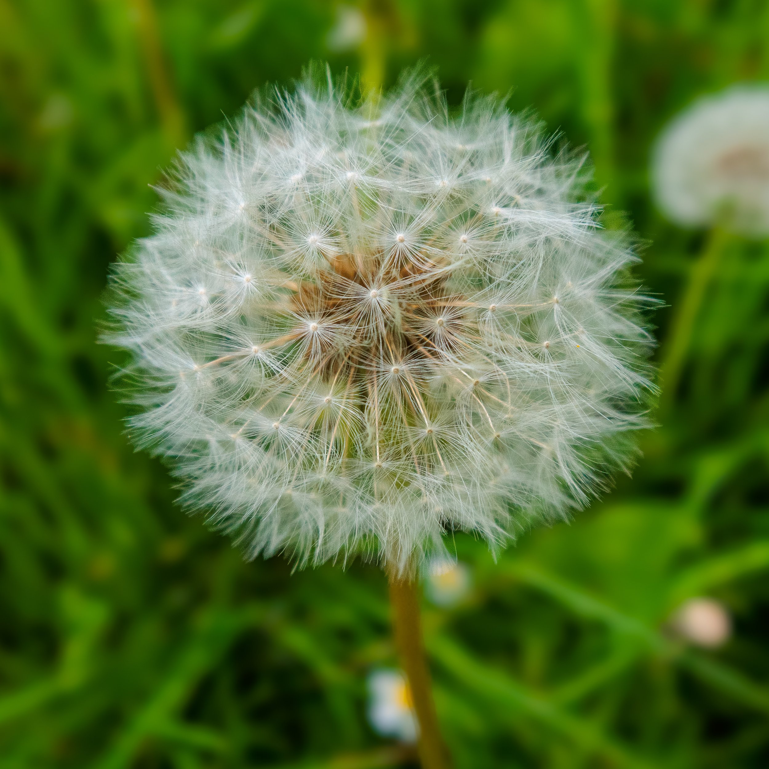 Dandelion