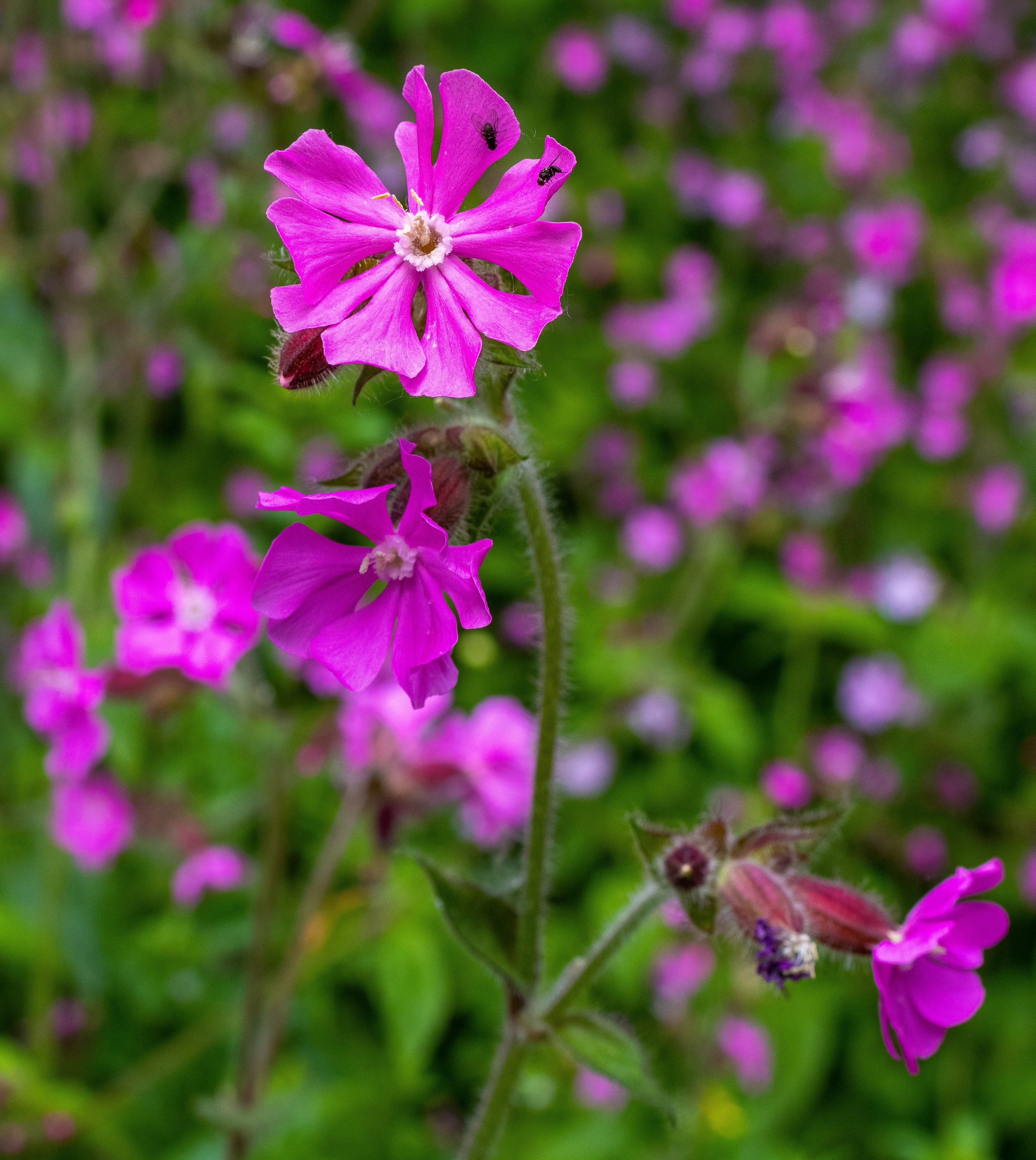 Red Catchfly, Dronfield Barn Gardens