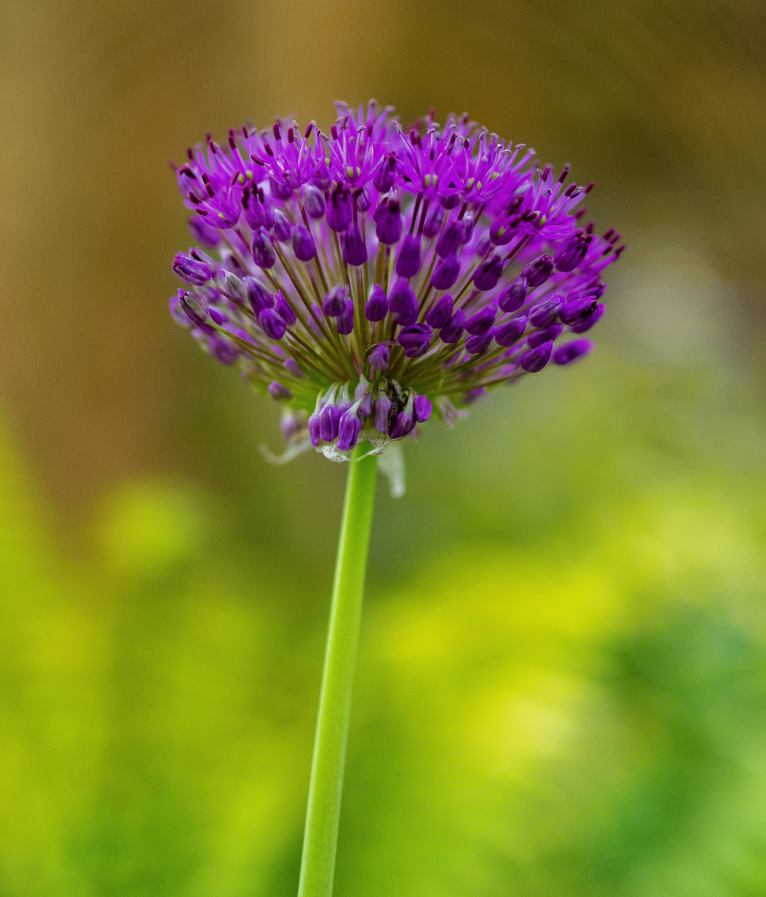 Allium, Dronfield Barn Gardens