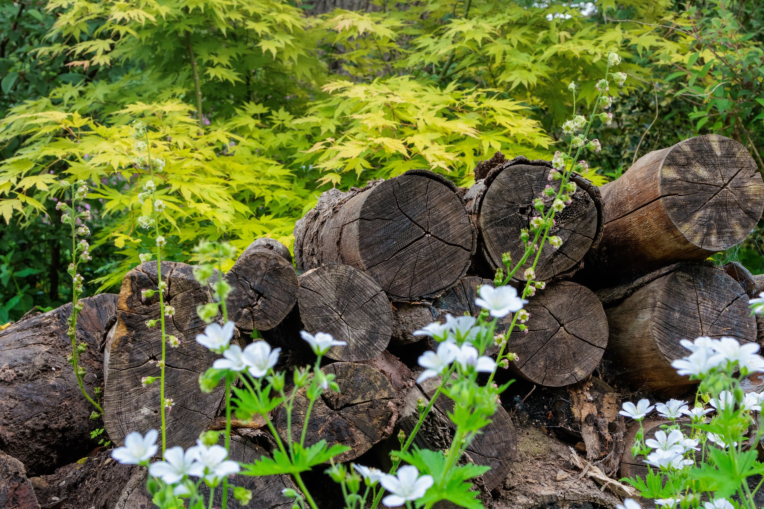 Logs at Dronfield Barn
