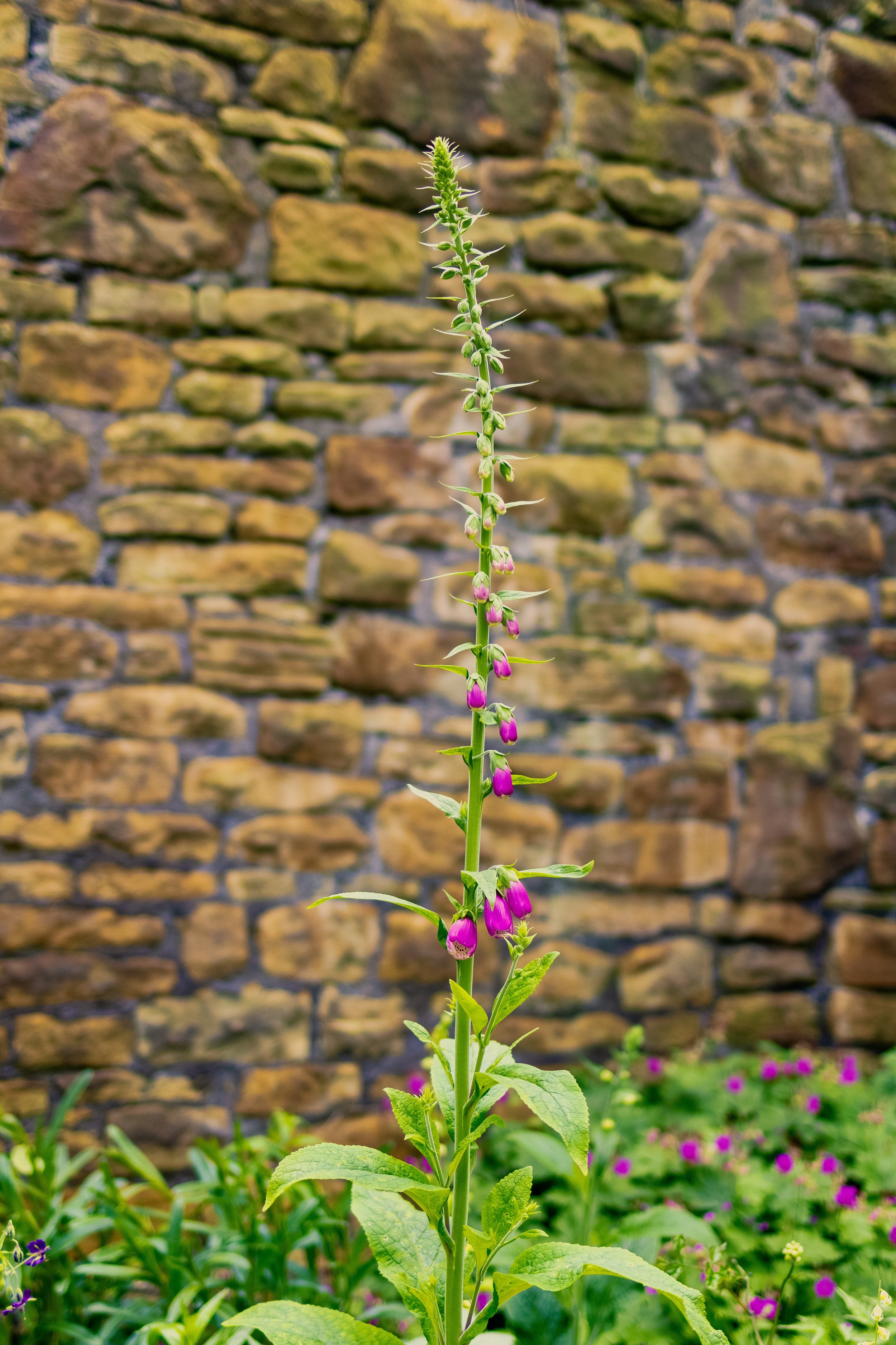 Foxglove, Dronfield Barn Garden