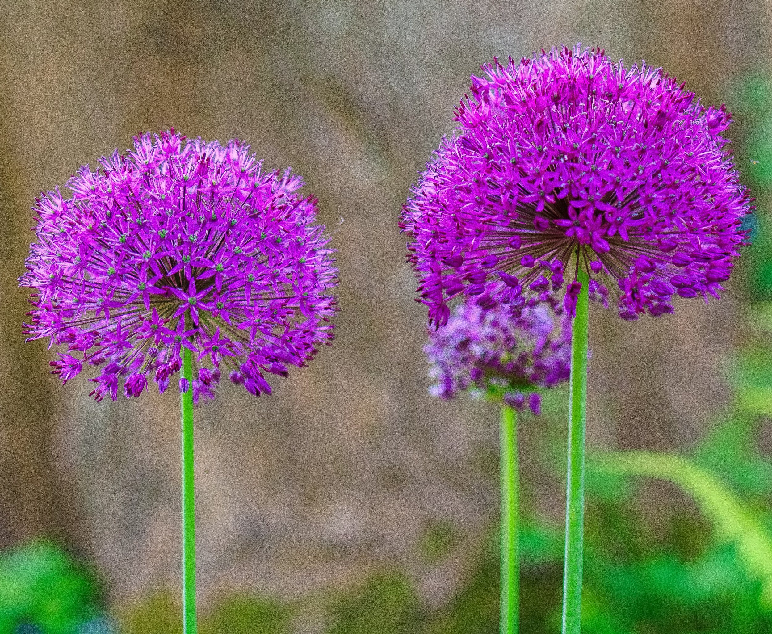 Two Alliums, Dronfield Barn Garden