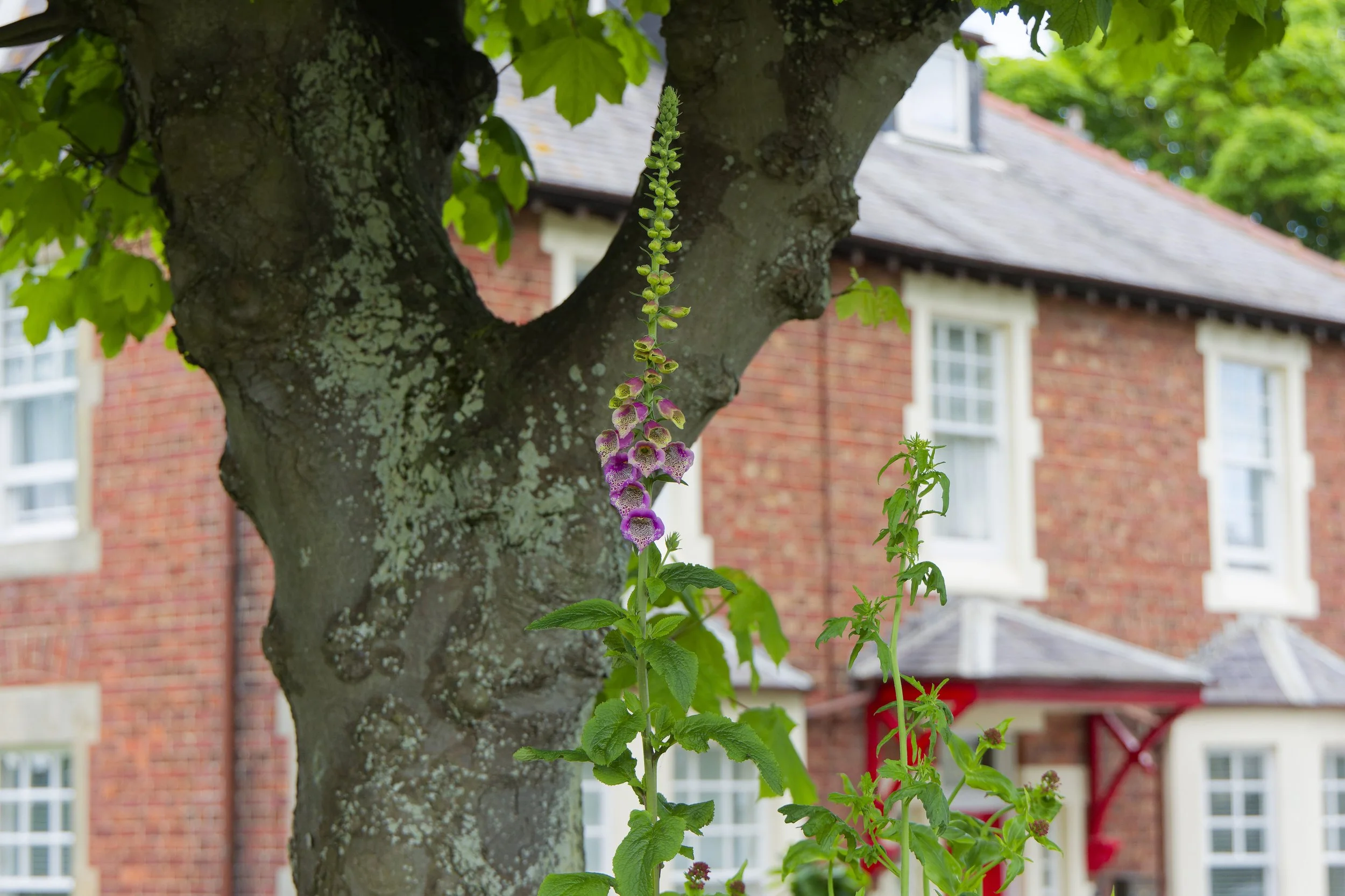 Flowers at the Inn