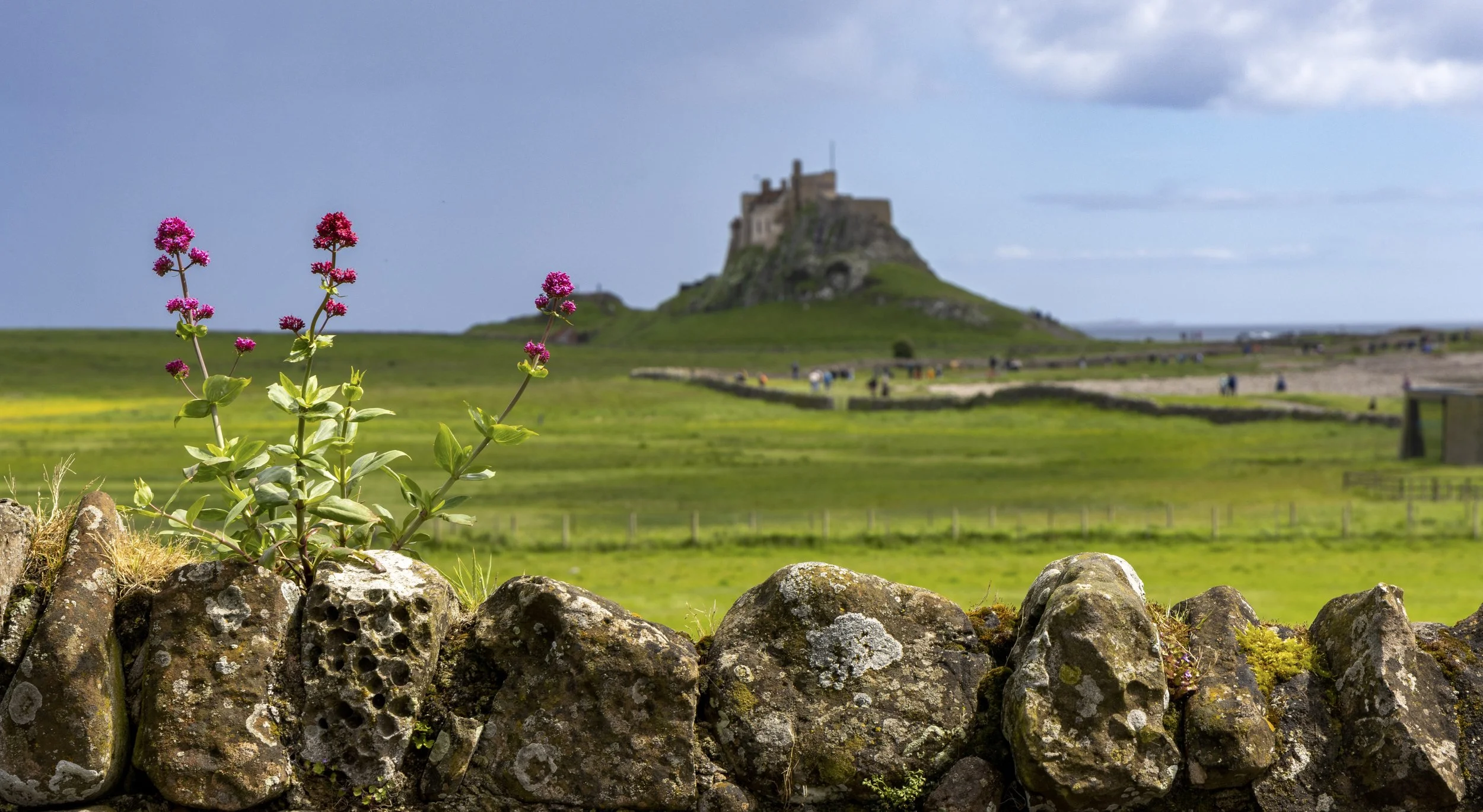 Flowers and Castle