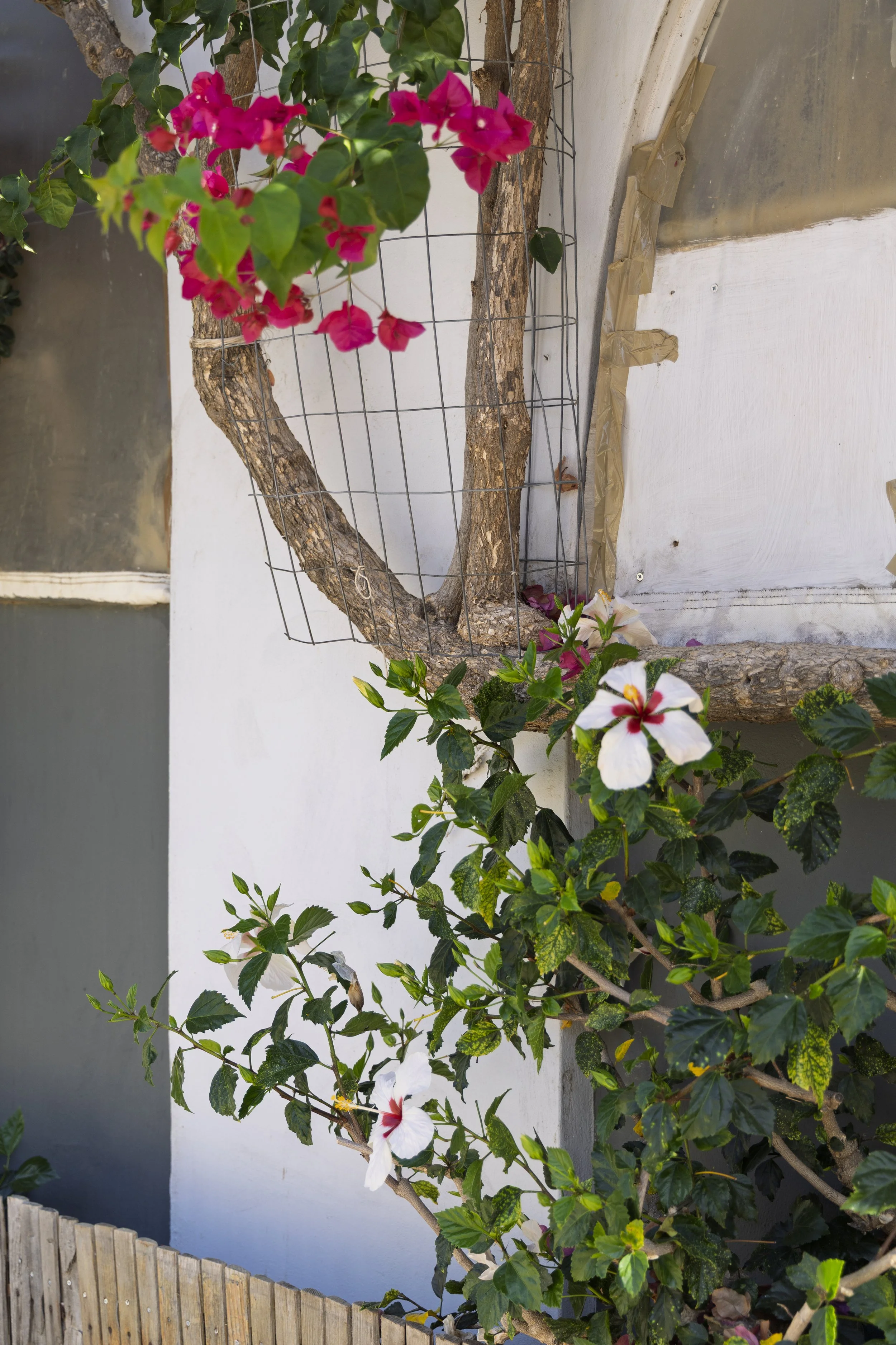 House Flowers