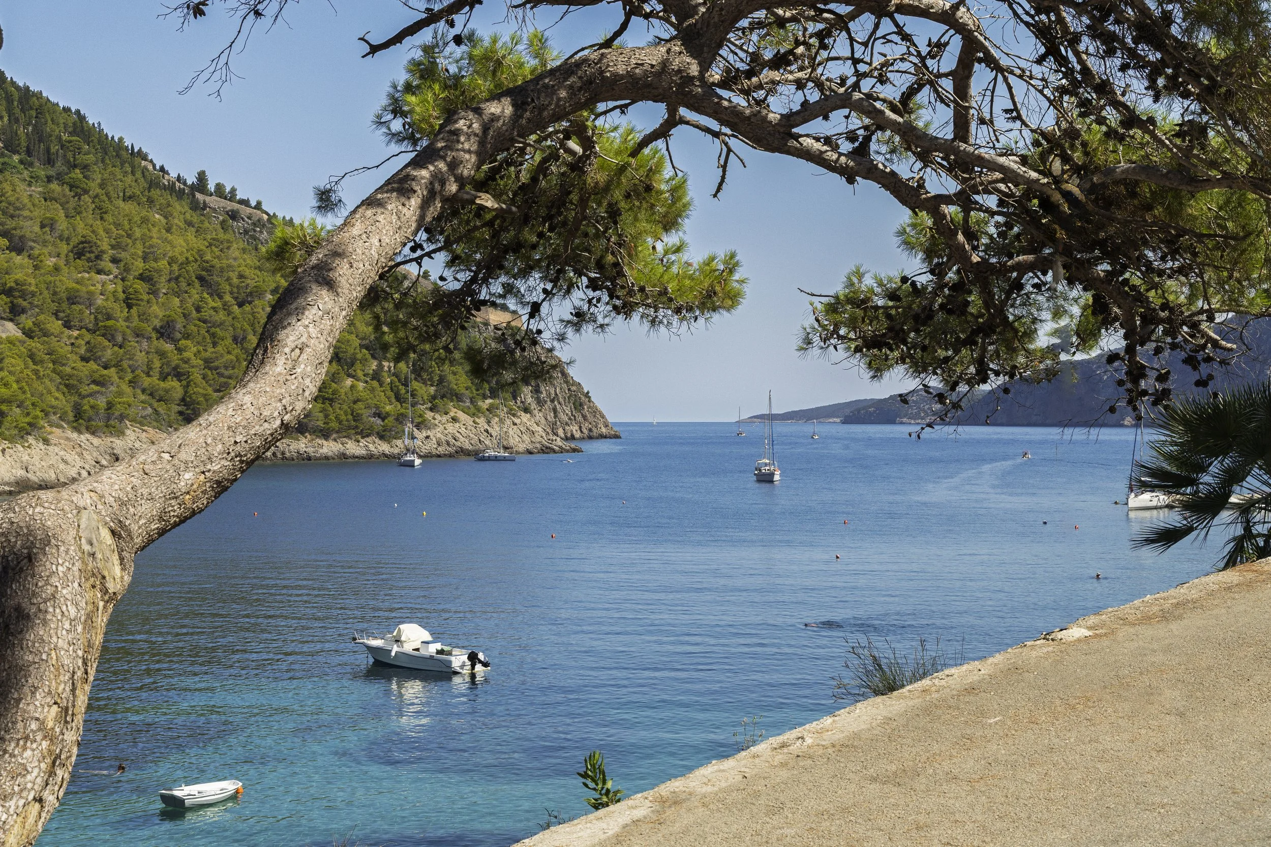 Tree and Water in Asos
