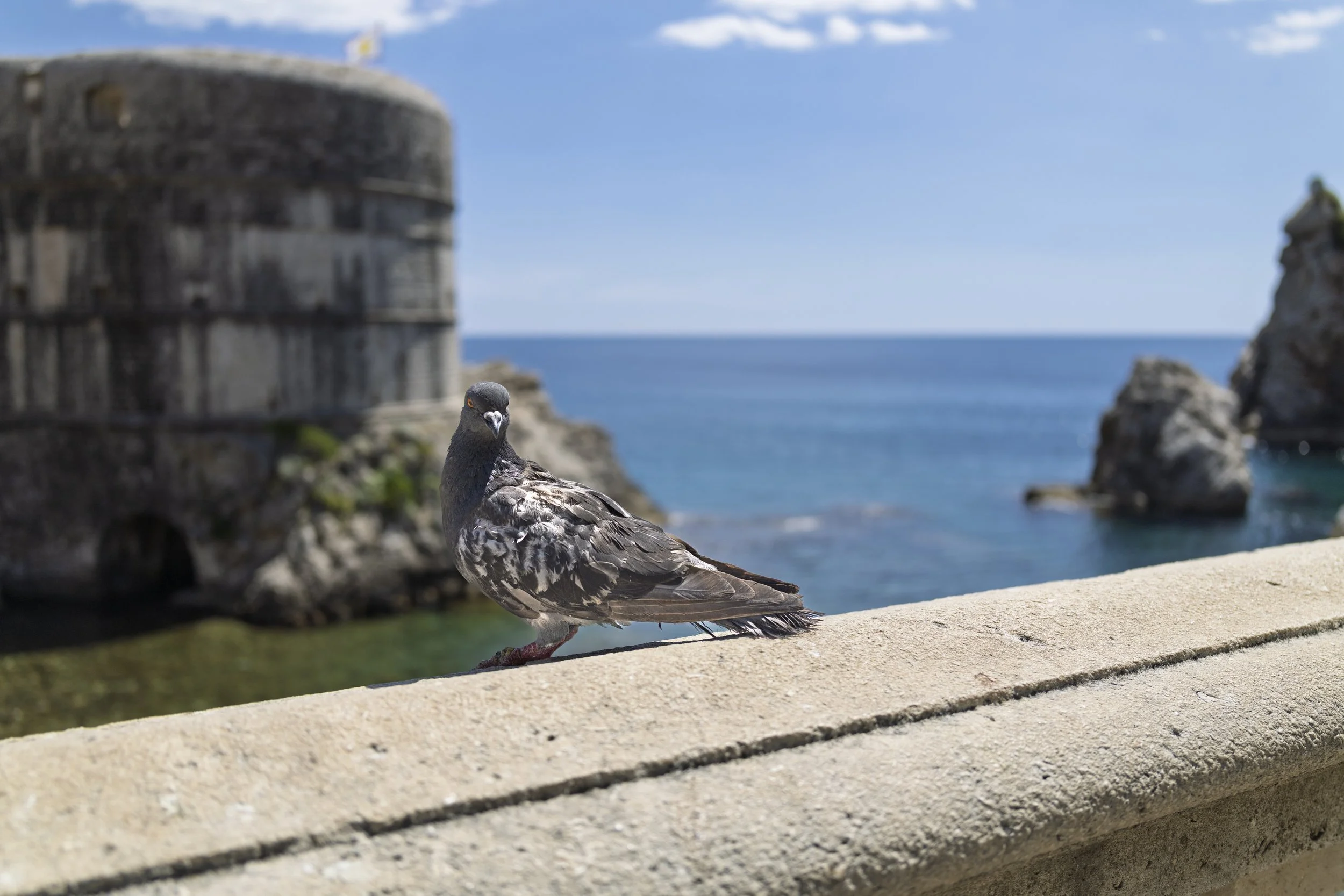 Friendly Pigeon
