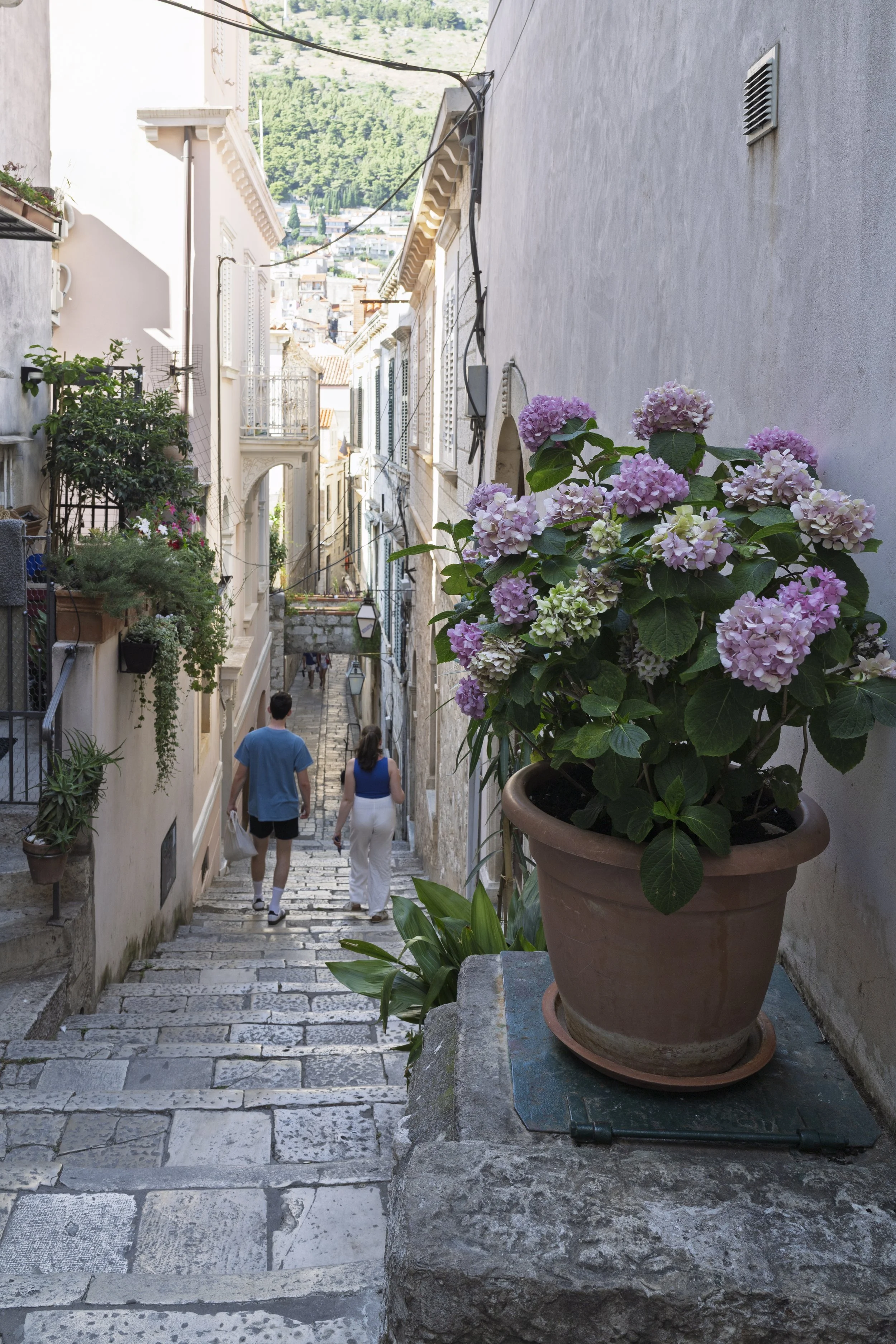 Alleyway with Hydrangeas