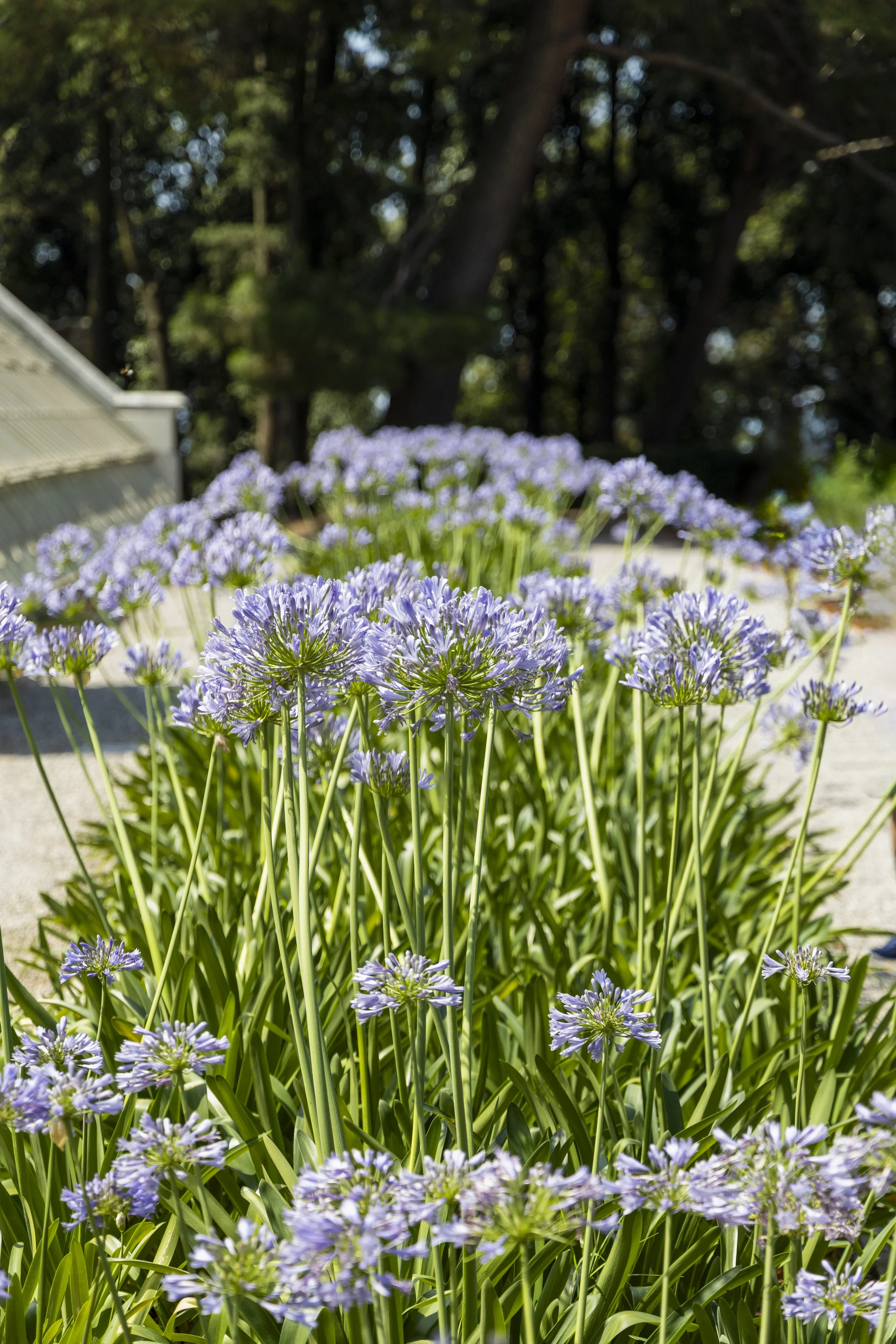 Agapanthus in the Park