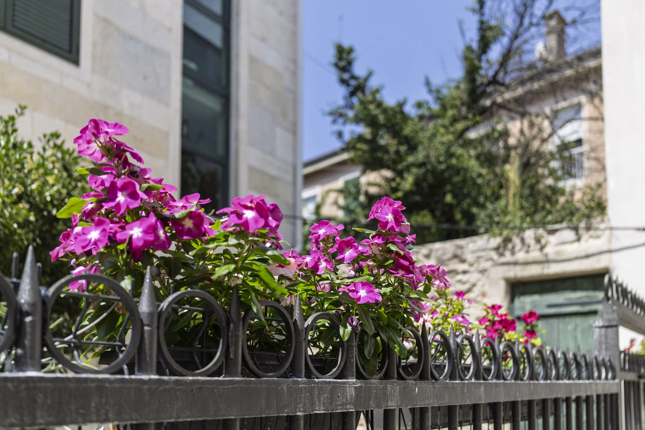 Flowers on a Fence