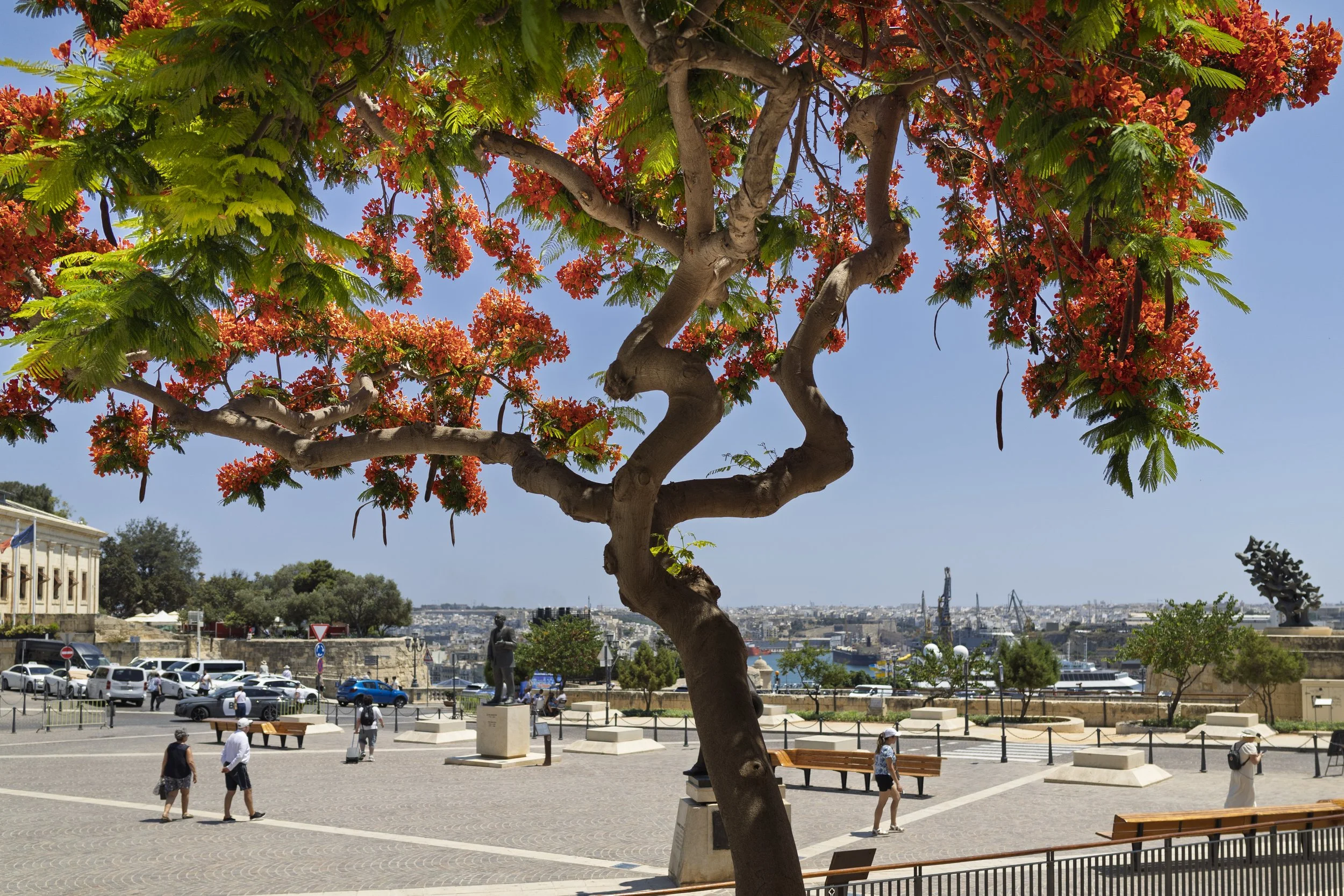 Red Jacaranda