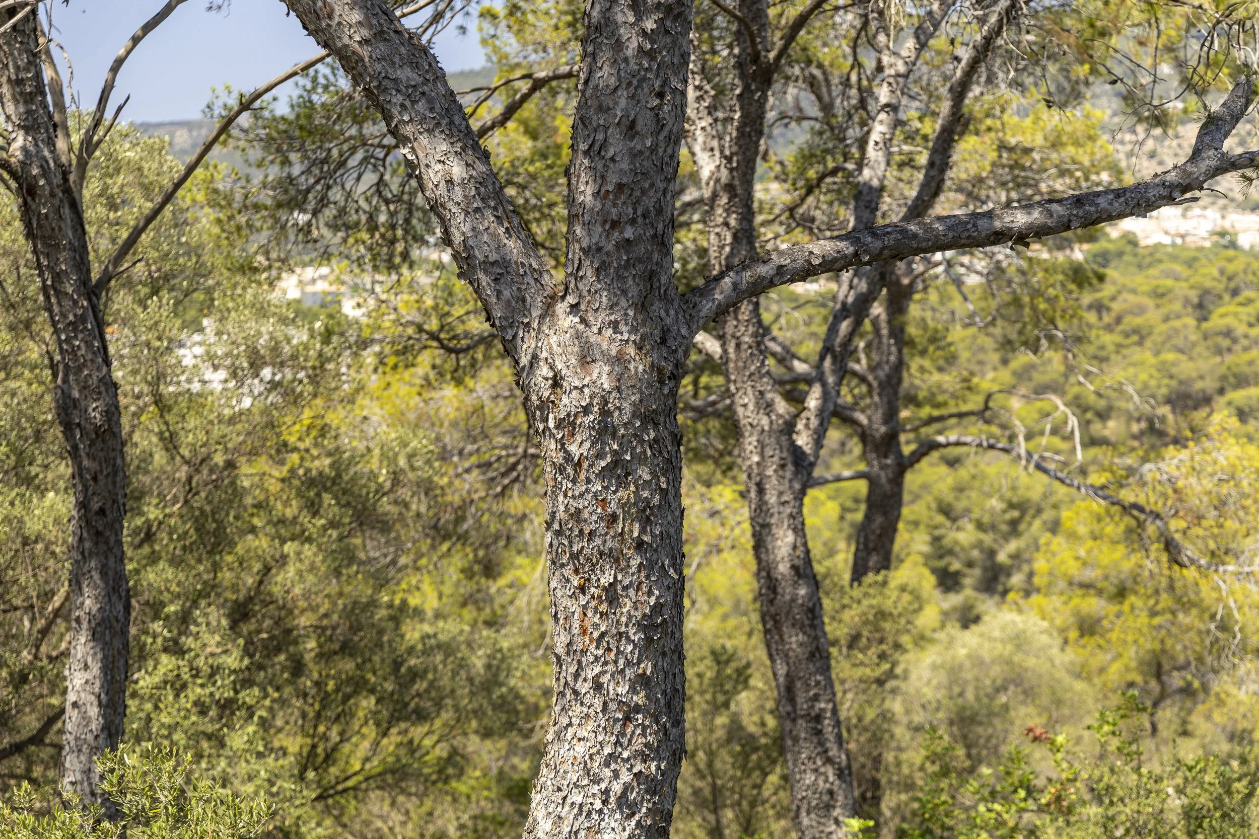 Tree on the Hill