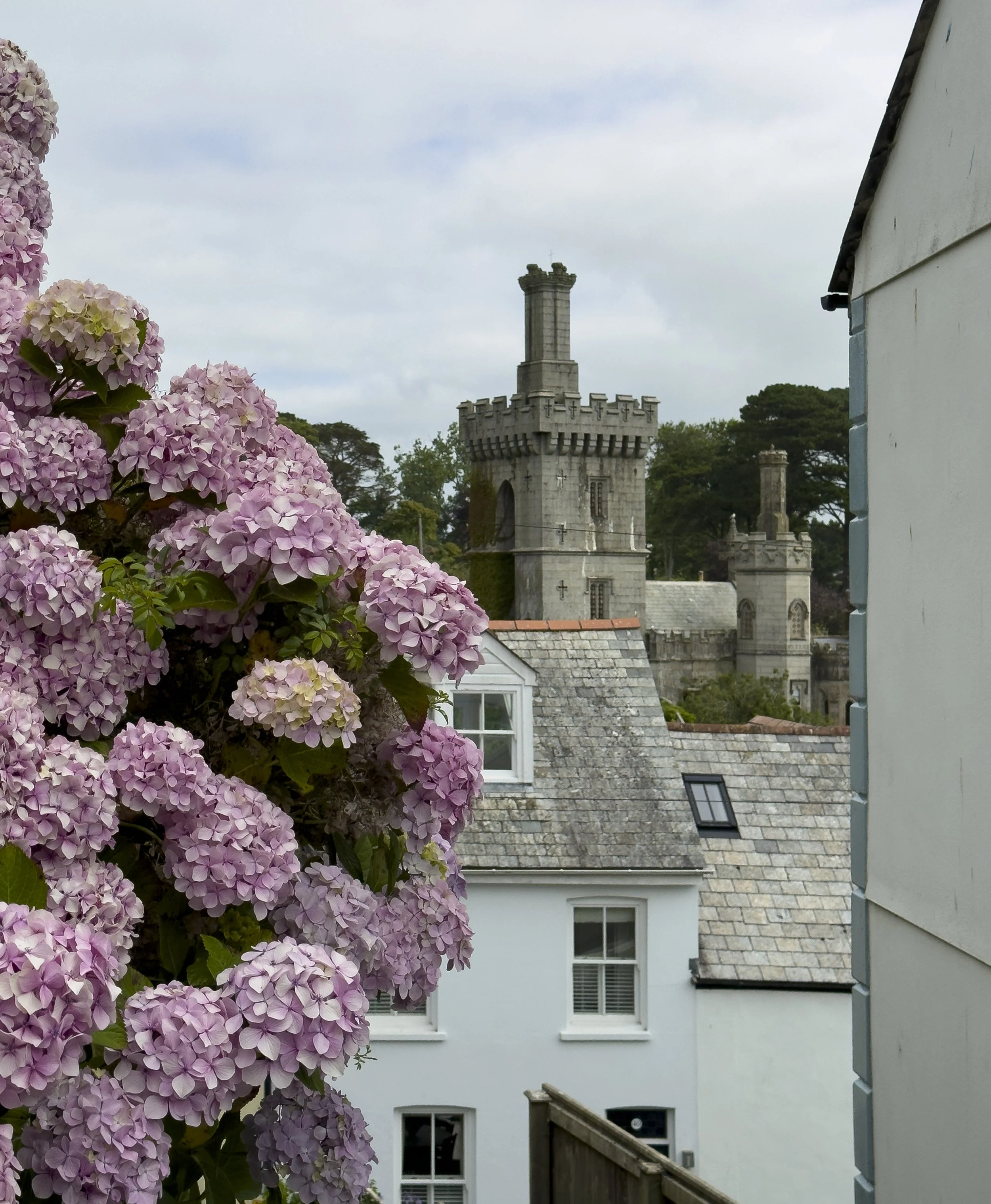 Hydrangeas in Fowey