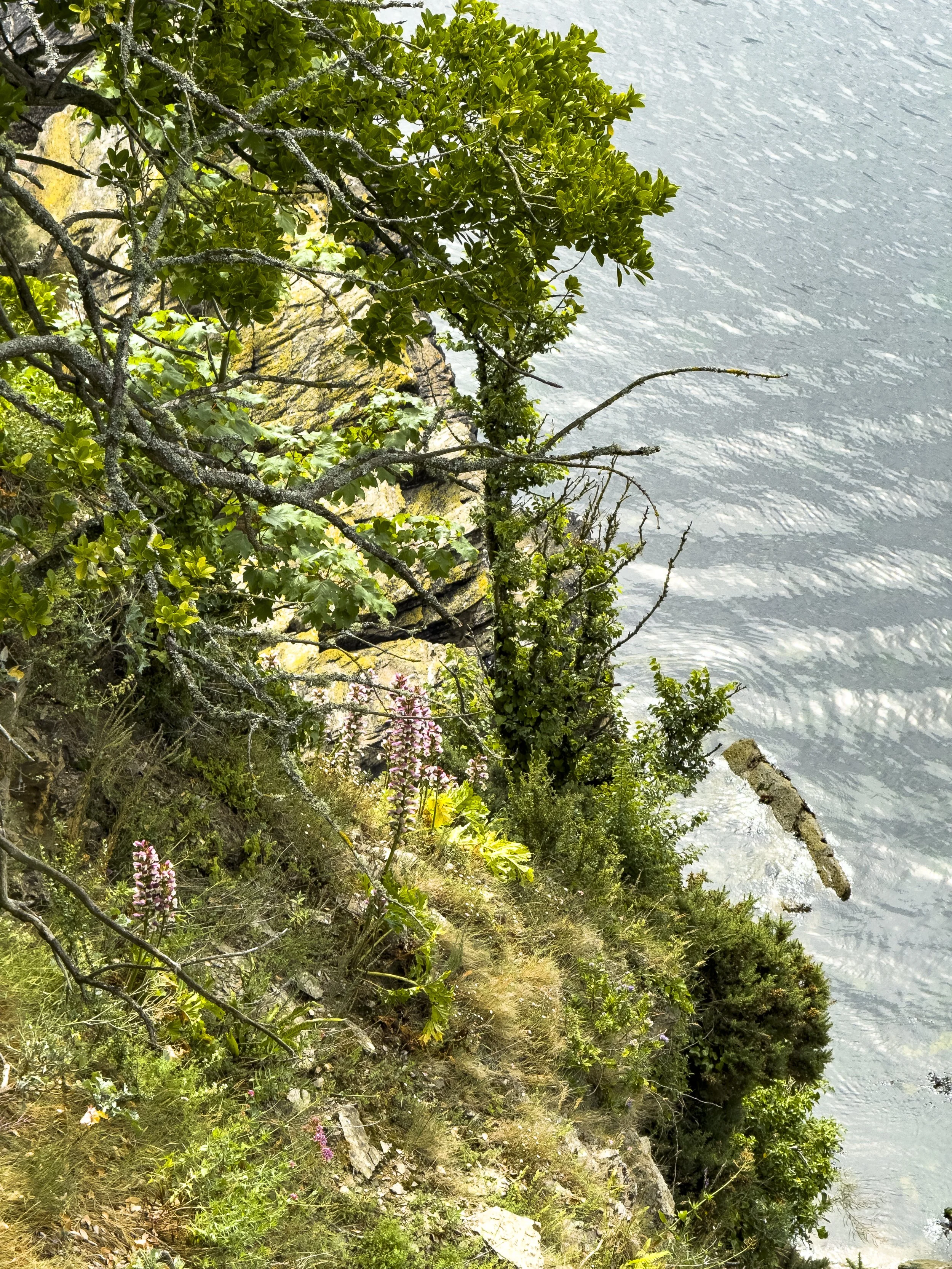 Hillside with Trees and Flowers