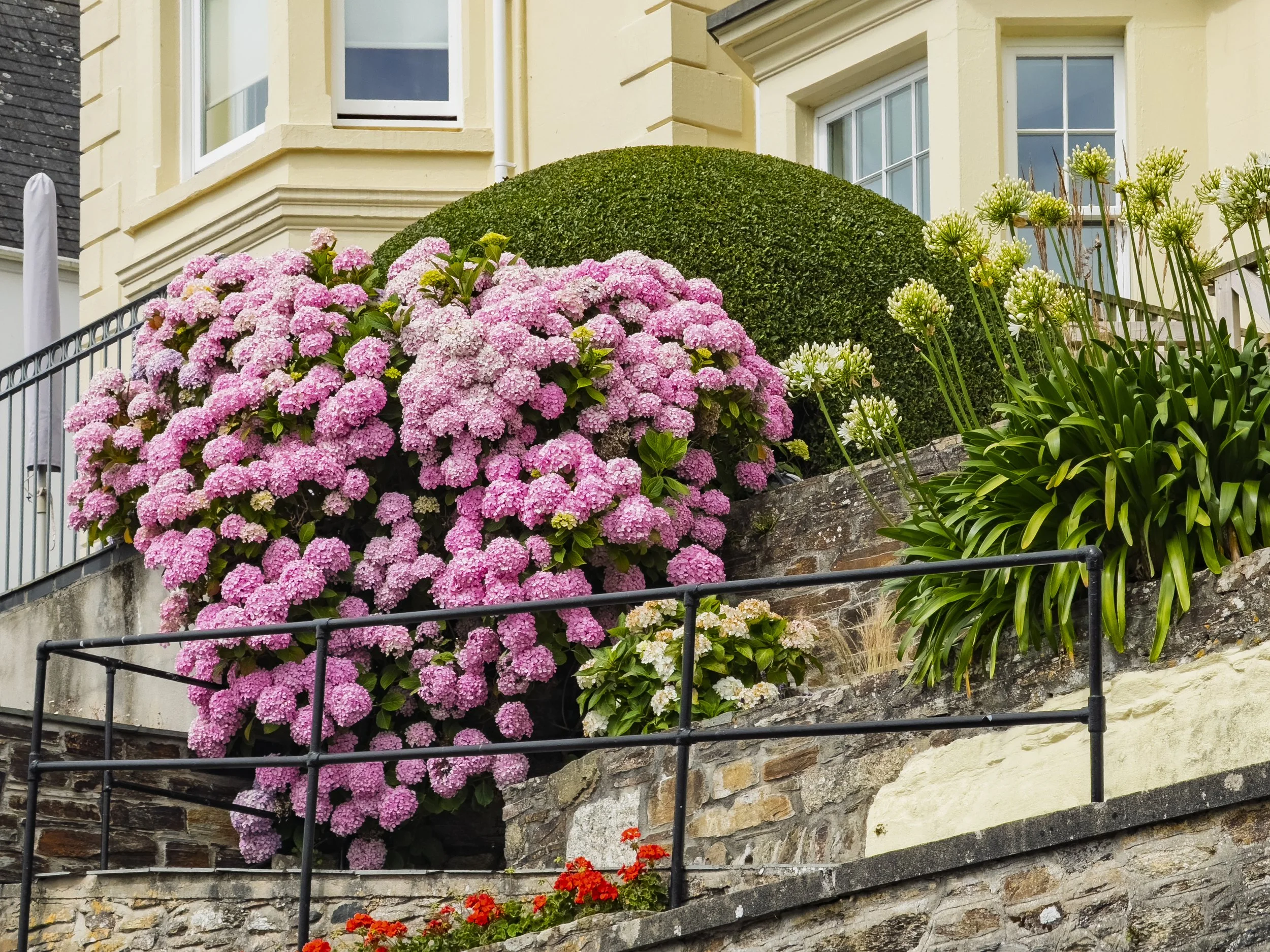 More Hydrangeas